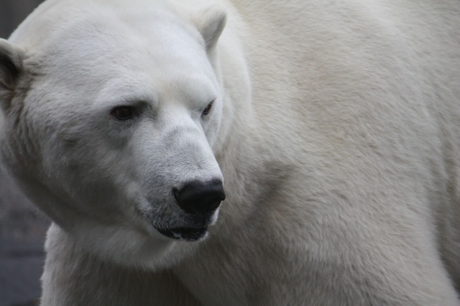 Canon EOS 450D (EOS Rebel XSi / EOS Kiss X2) sample photo. Polar bear, zoo, stuttgart photography