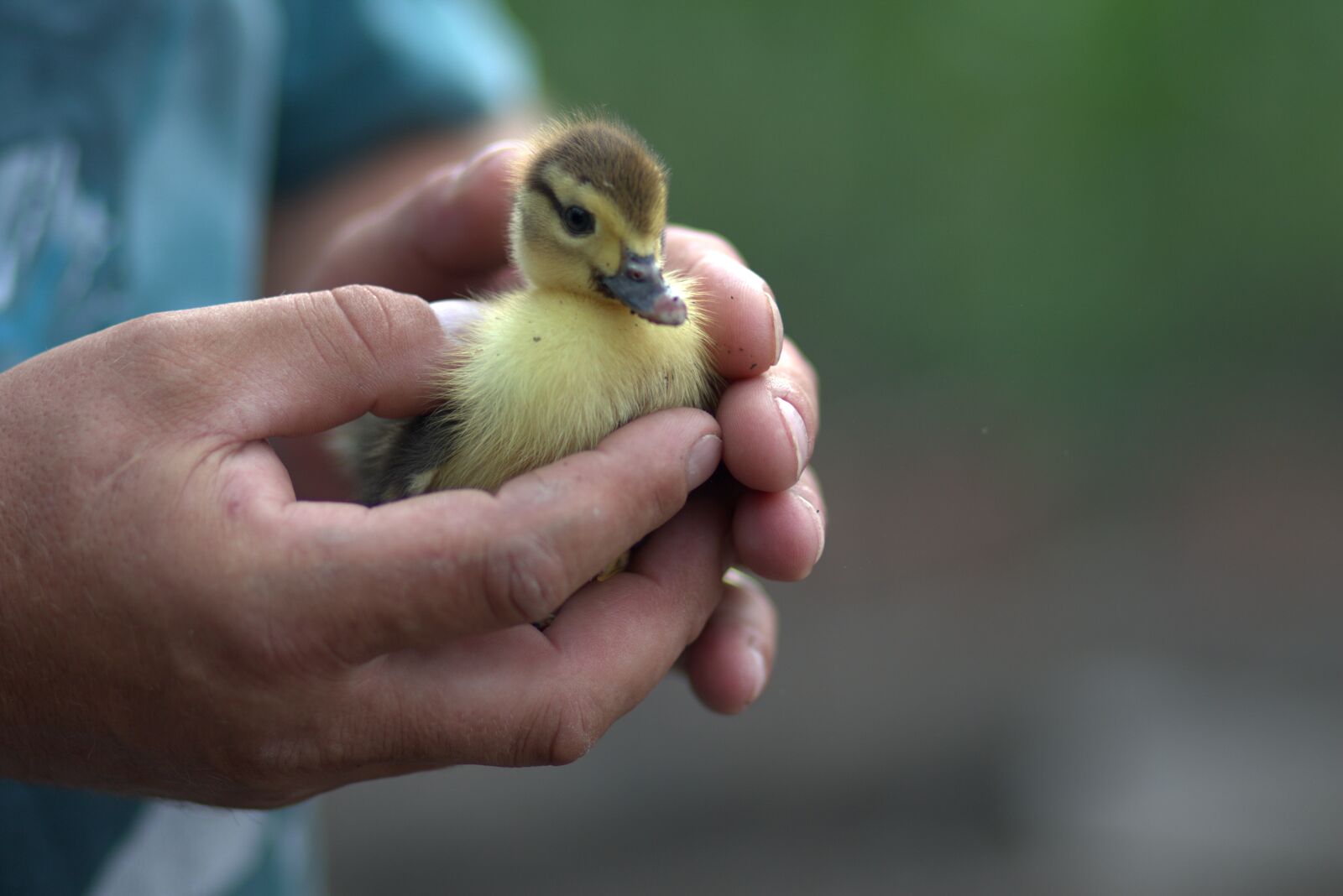 Canon EF 85mm F1.8 USM sample photo. Duckling, small, fluffy photography