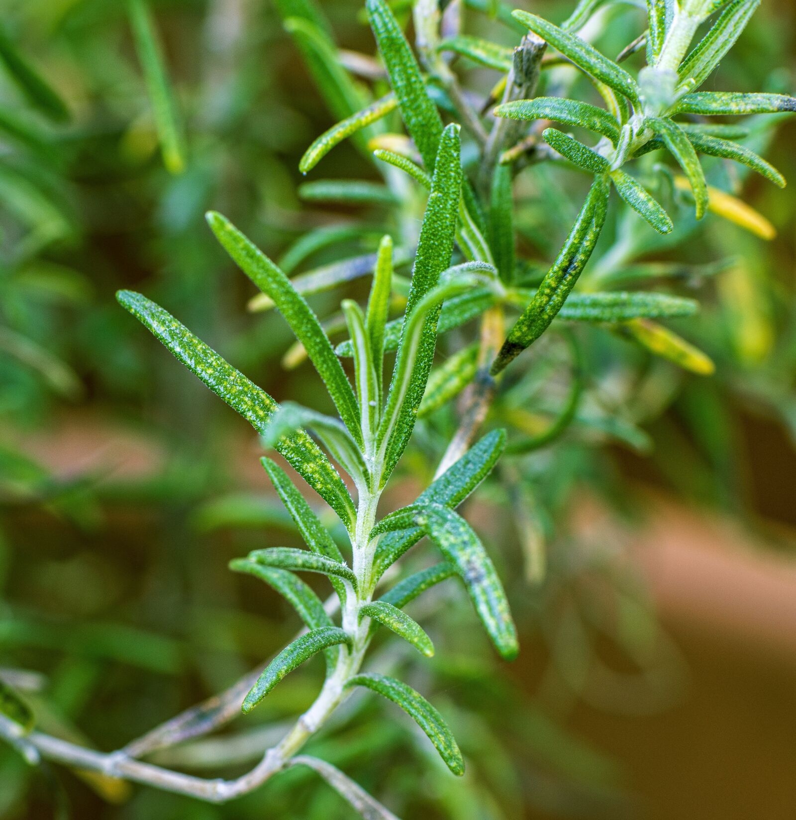 DT 85mm F1.2 SAM sample photo. Rosemary, spices, herbs photography
