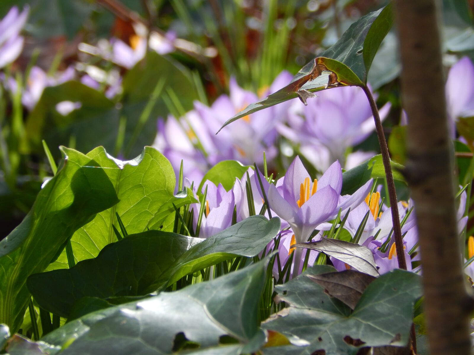 Nikon Coolpix L820 sample photo. Spring, crocus, flowers photography