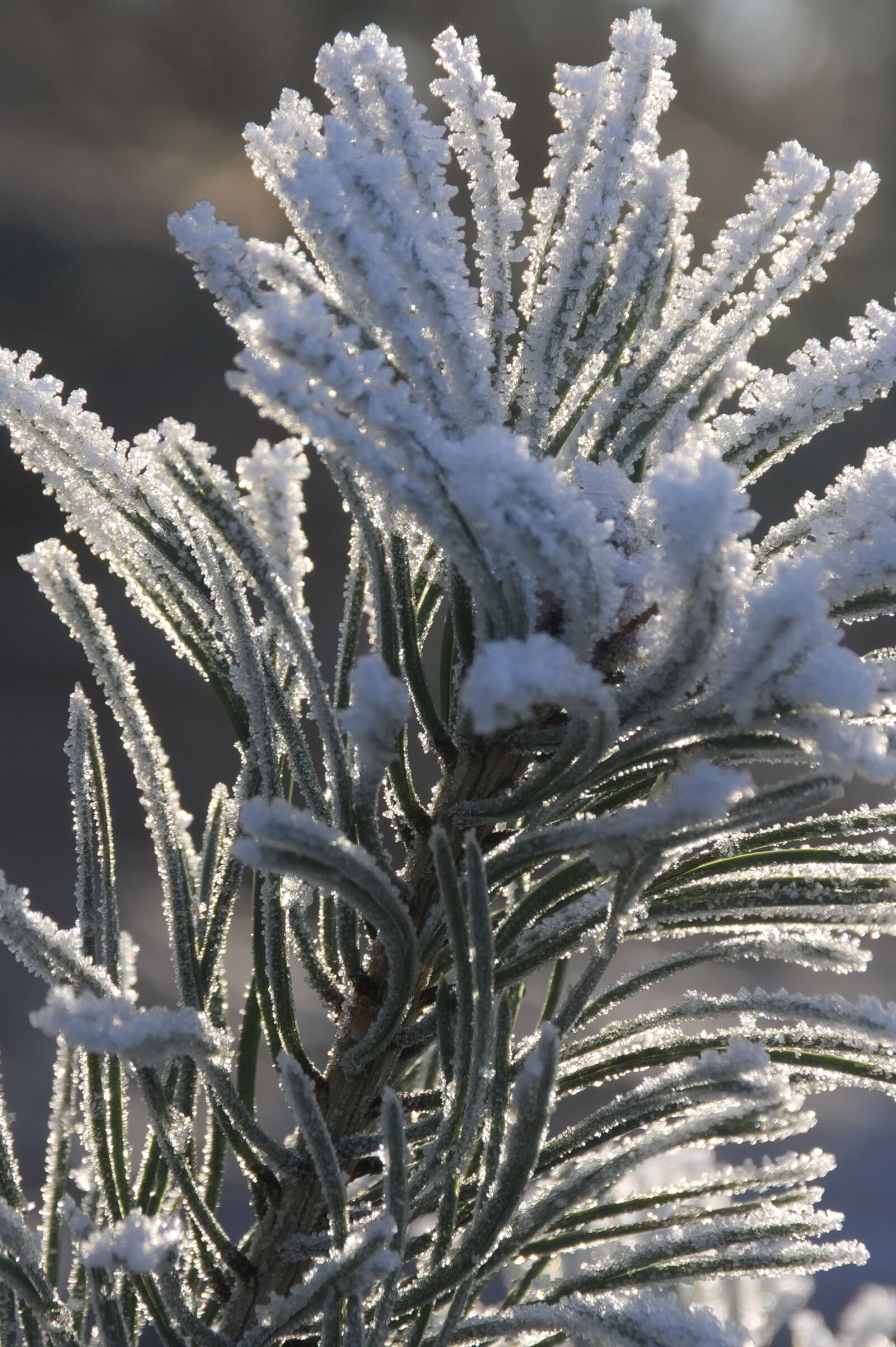 Canon EOS 350D (EOS Digital Rebel XT / EOS Kiss Digital N) sample photo. Hoarfrost, winter, cold photography