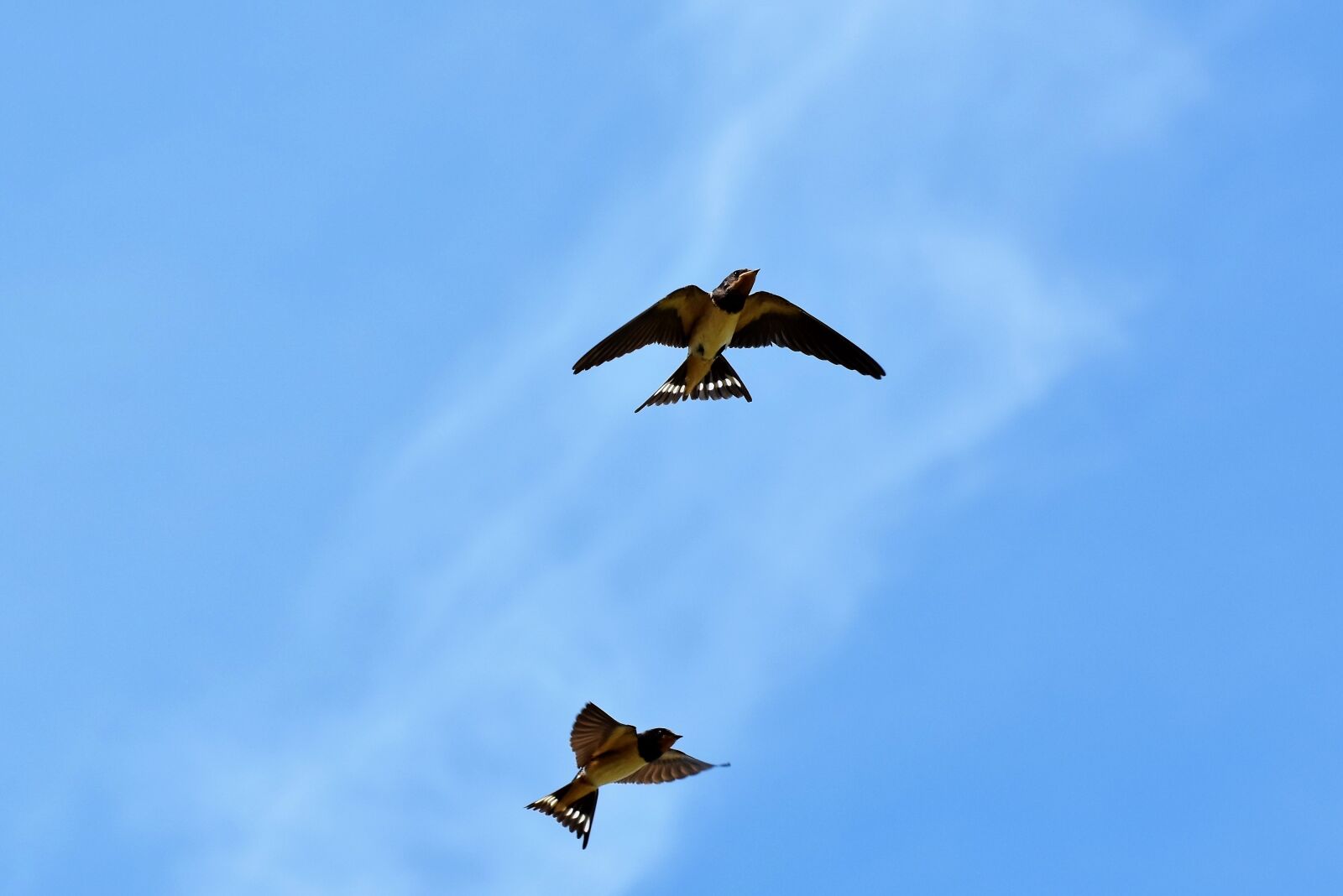 Nikon D7200 sample photo. Swallows, songbirds, barn swallow photography