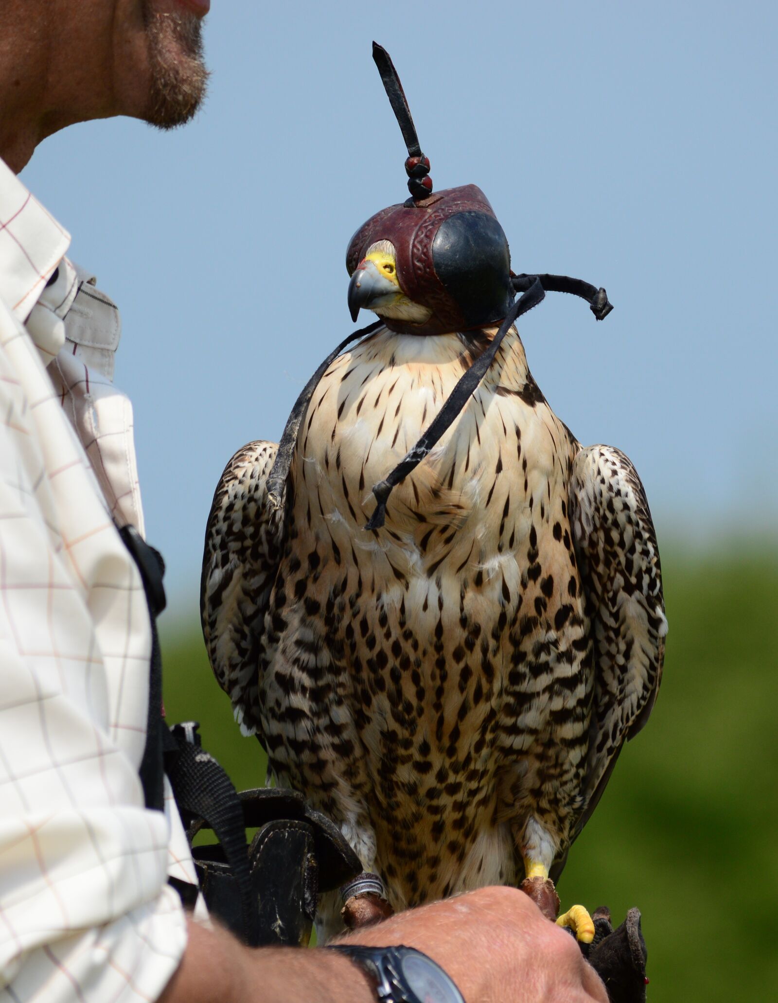 Nikon D3200 sample photo. Peregrine, falcon, raptor photography