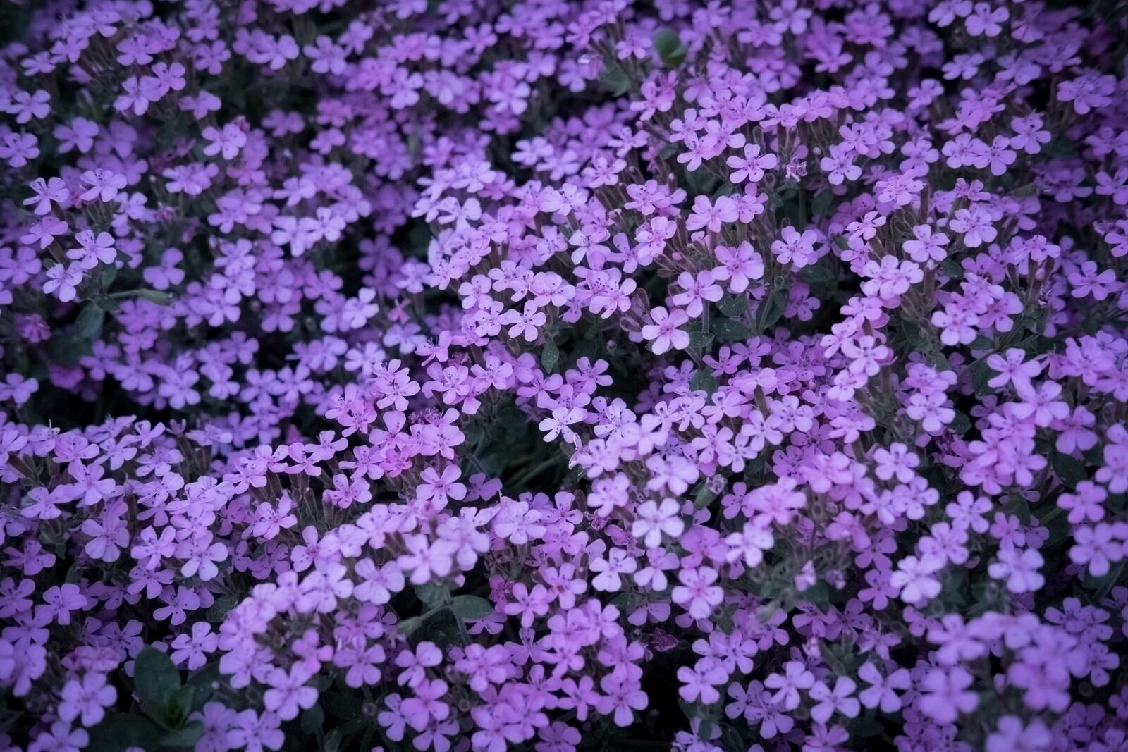 Fujifilm X-T2 sample photo. Purple, spring, sea of photography