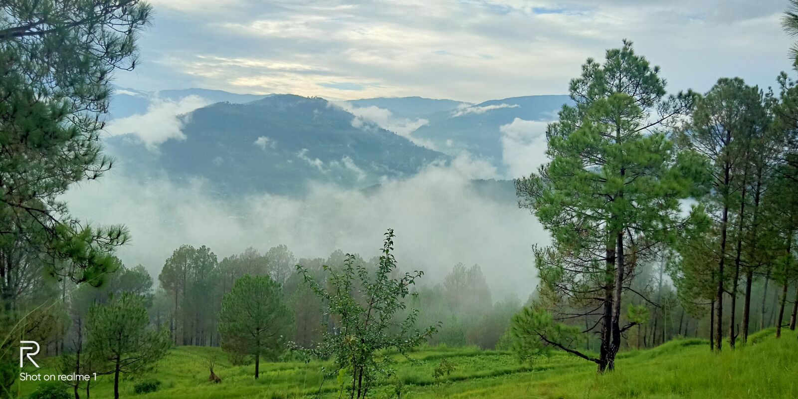 OPPO Realme 1 sample photo. Tree, weather, neutral photography