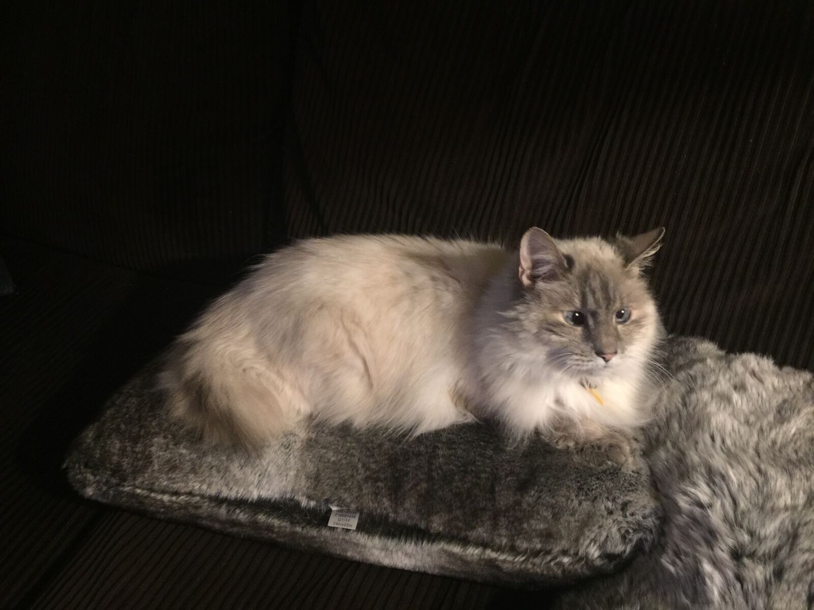 iPhone 6 Plus back camera 4.15mm f/2.2 sample photo