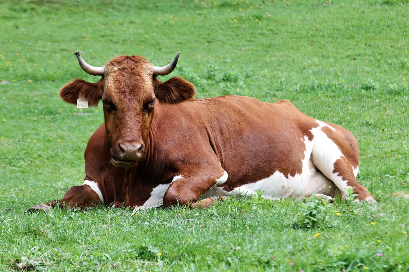Canon EOS 70D sample photo. Cattle, cow, livestock photography