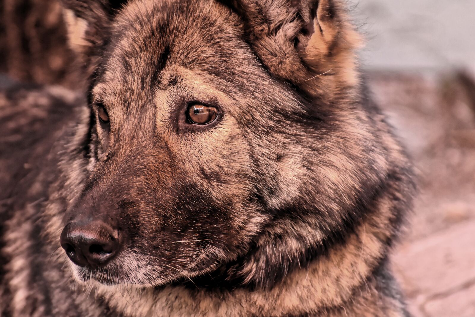 Nikon D7200 sample photo. Sch fer dog, pet photography