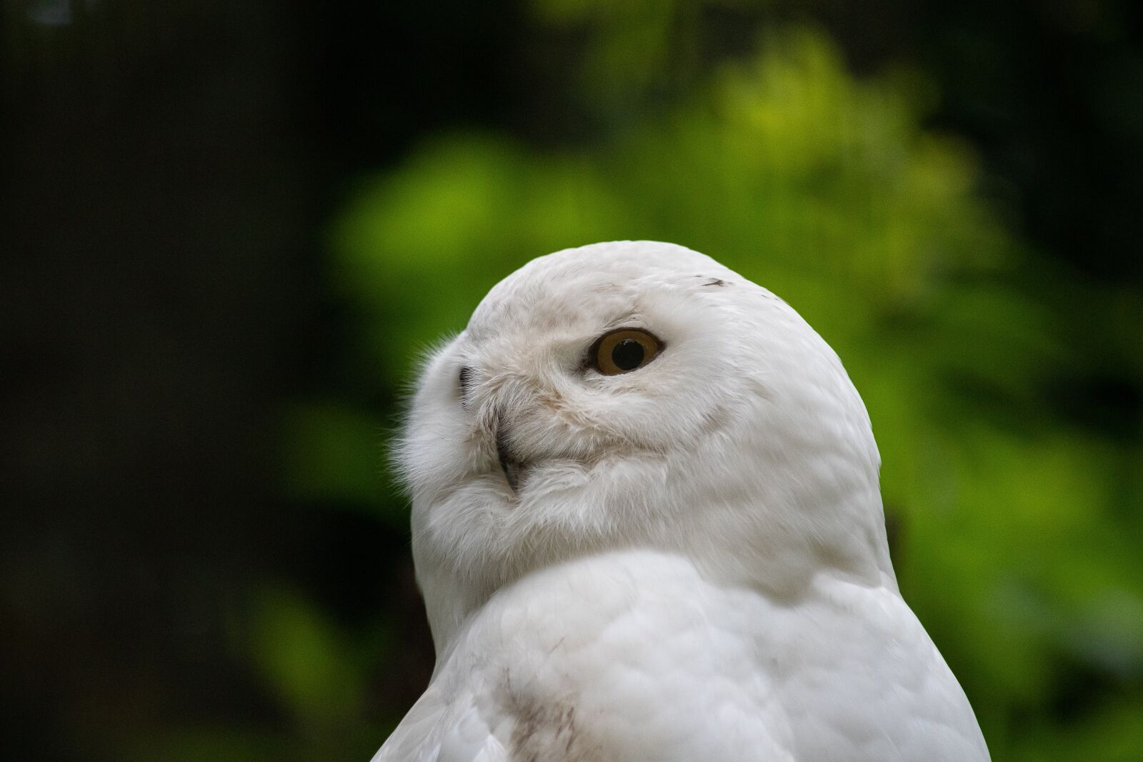 Canon EOS 6D Mark II sample photo. Snowy owl, owl, bird photography