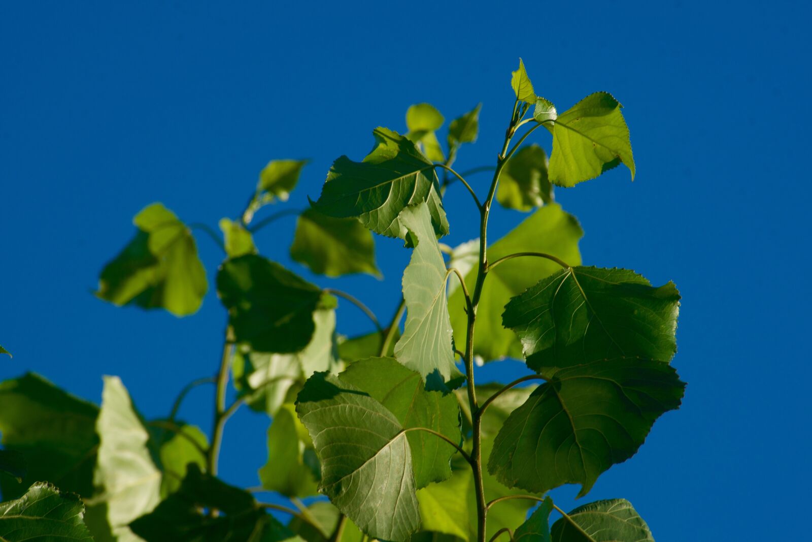 Minolta AF 300mm F2.8 HS-APO G sample photo. Sky blue, leaves, green photography