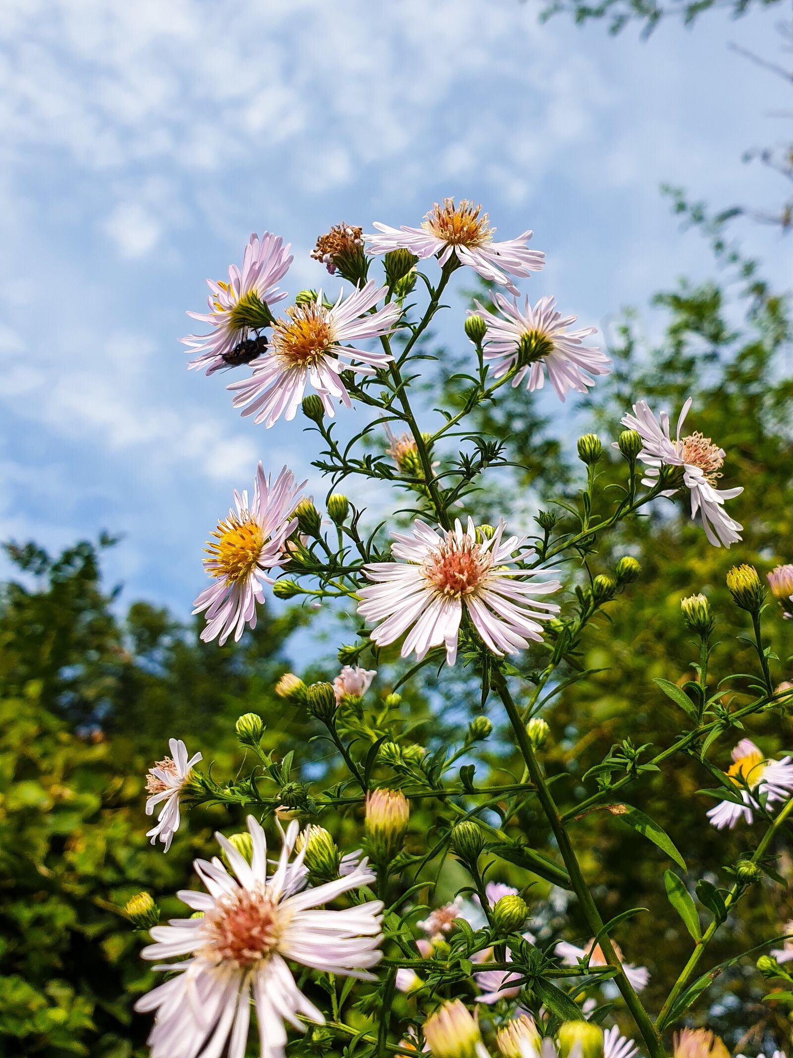 Samsung SM-G960F sample photo. Daisies, flowers, bloom photography