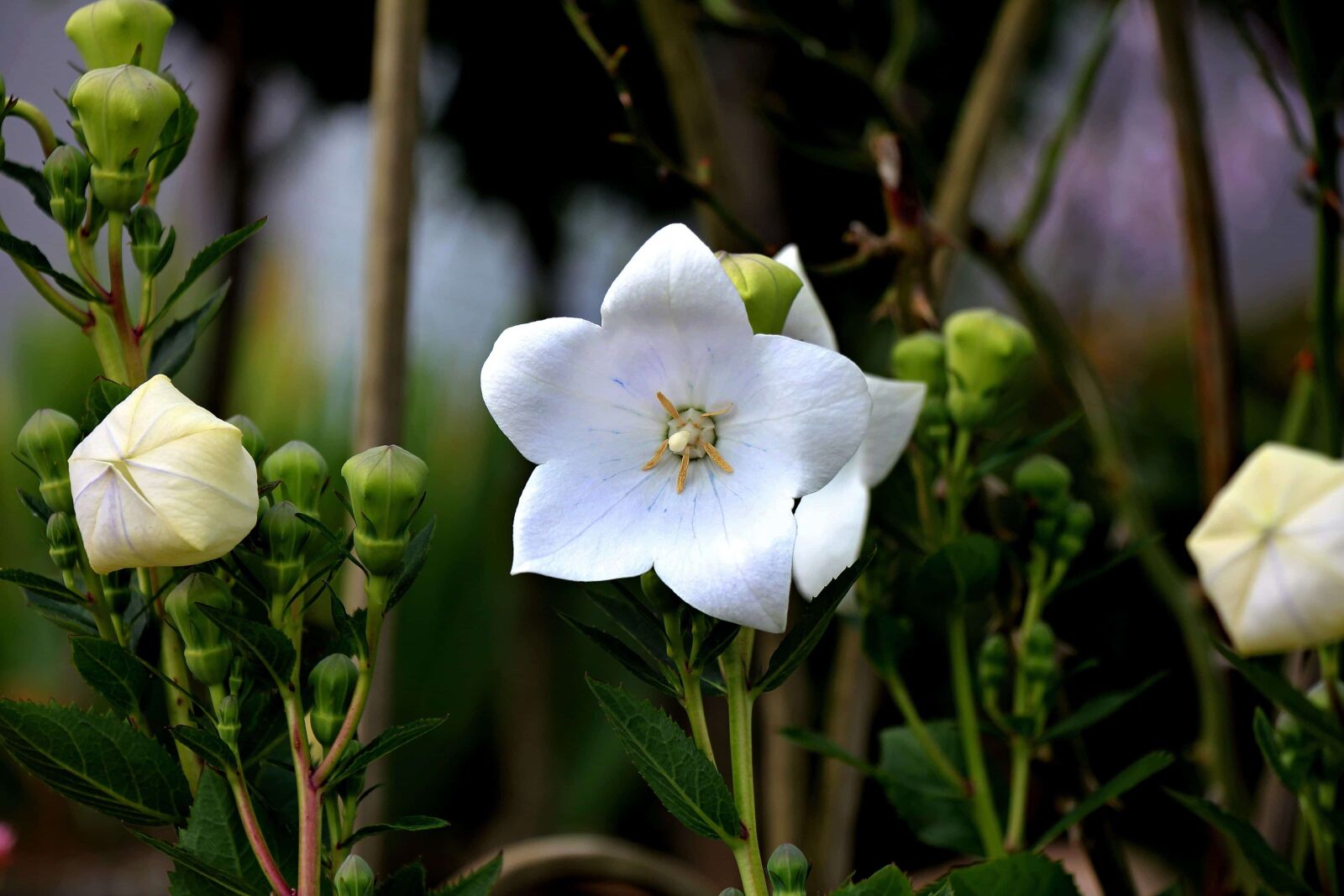 Canon EOS 550D (EOS Rebel T2i / EOS Kiss X4) sample photo. Leaf, white flower, nature photography