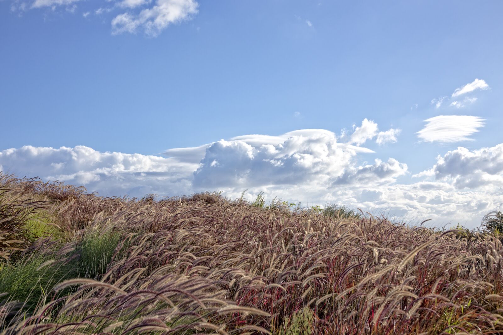 Canon EOS 6D sample photo. Wind, grasses, grass photography
