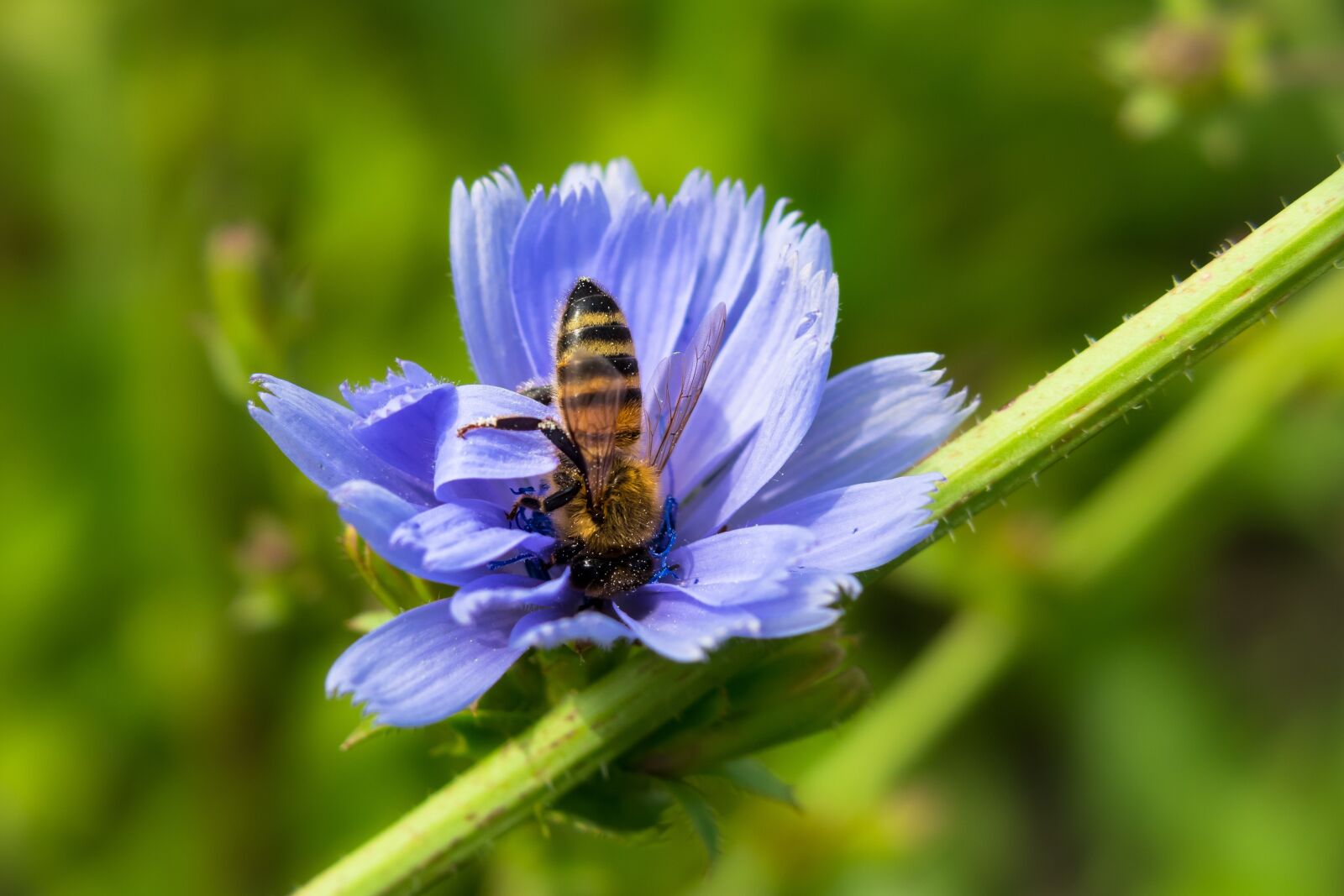 Canon PowerShot G3 X sample photo. Chicory, bee, common chicory photography