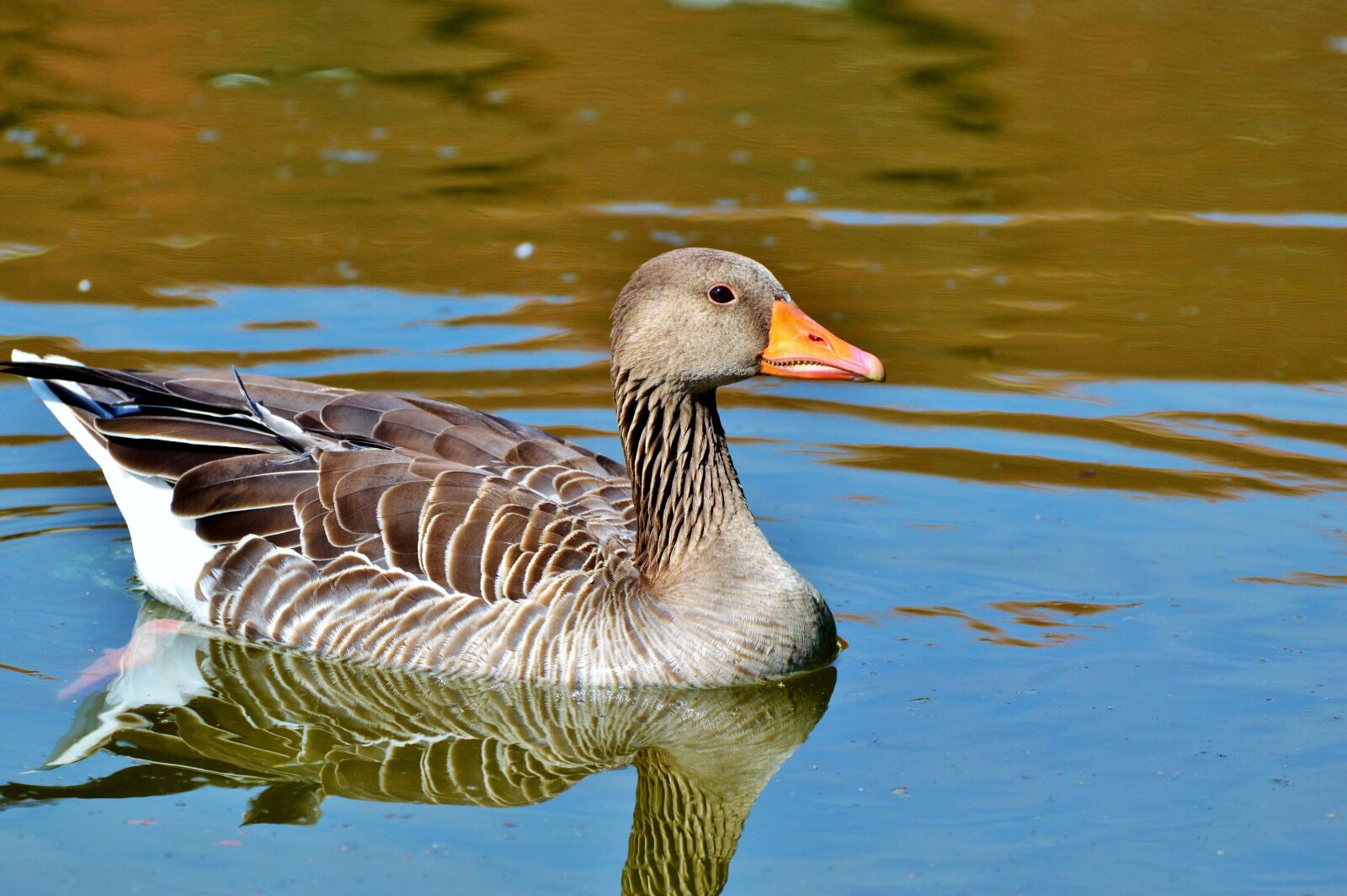Nikon D3200 sample photo. Wild goose, goose, bird photography
