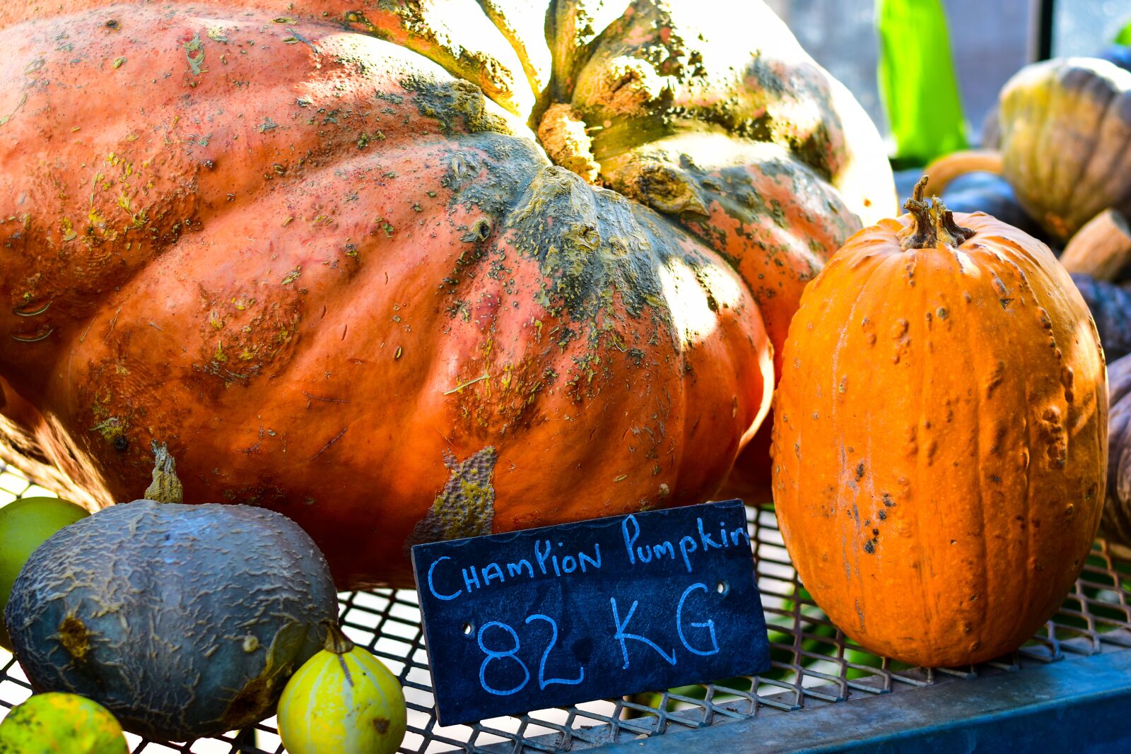 Nikon D5500 sample photo. Pumpkin, squash, harvest photography