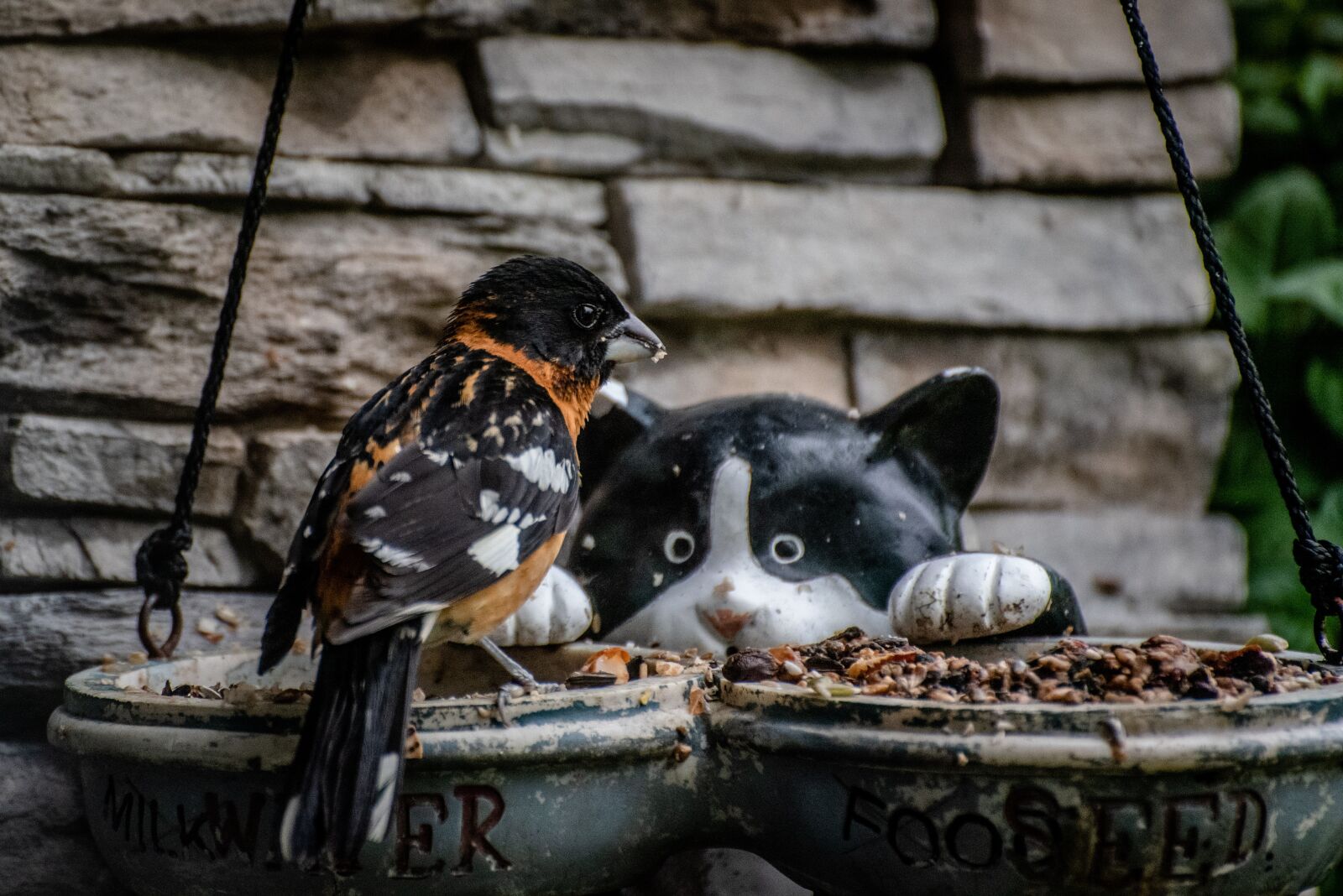 Nikon D750 sample photo. Eating, bird, animal photography