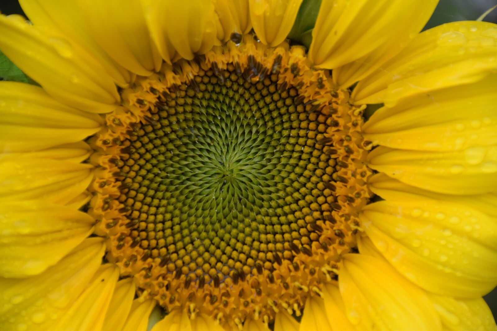 Nikon D5300 sample photo. Flower, sun, summer photography