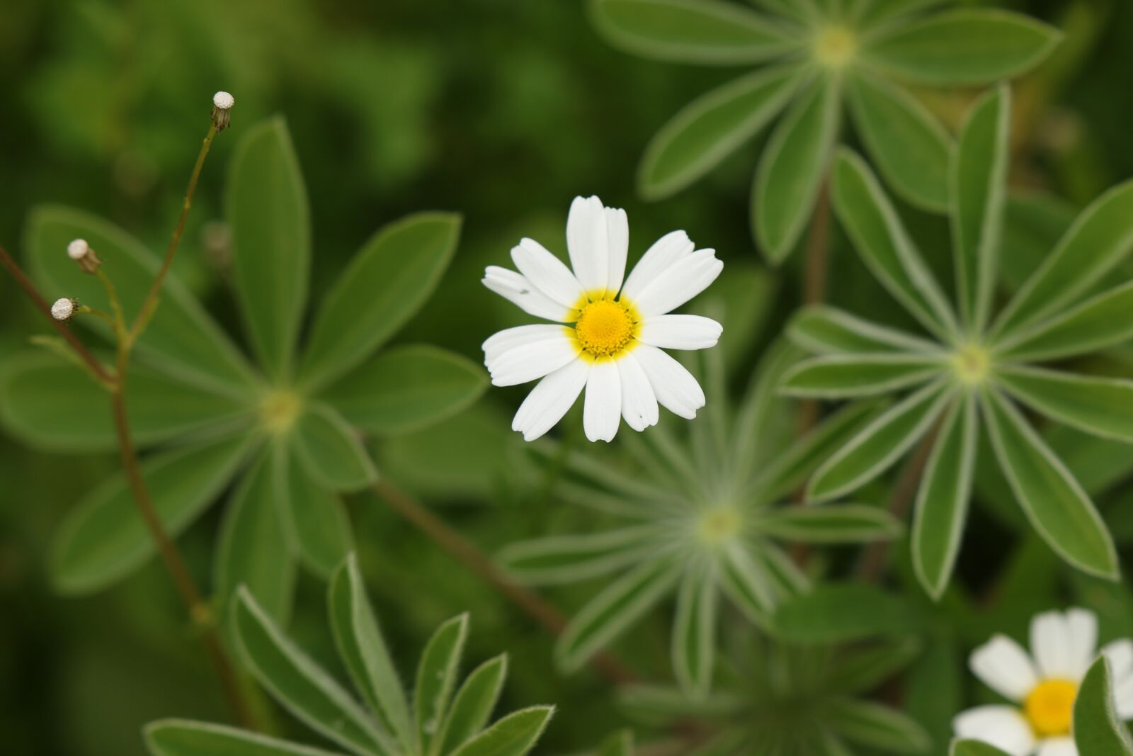 Canon EOS 7D Mark II sample photo. Flowers, wild flowers, chamomile photography