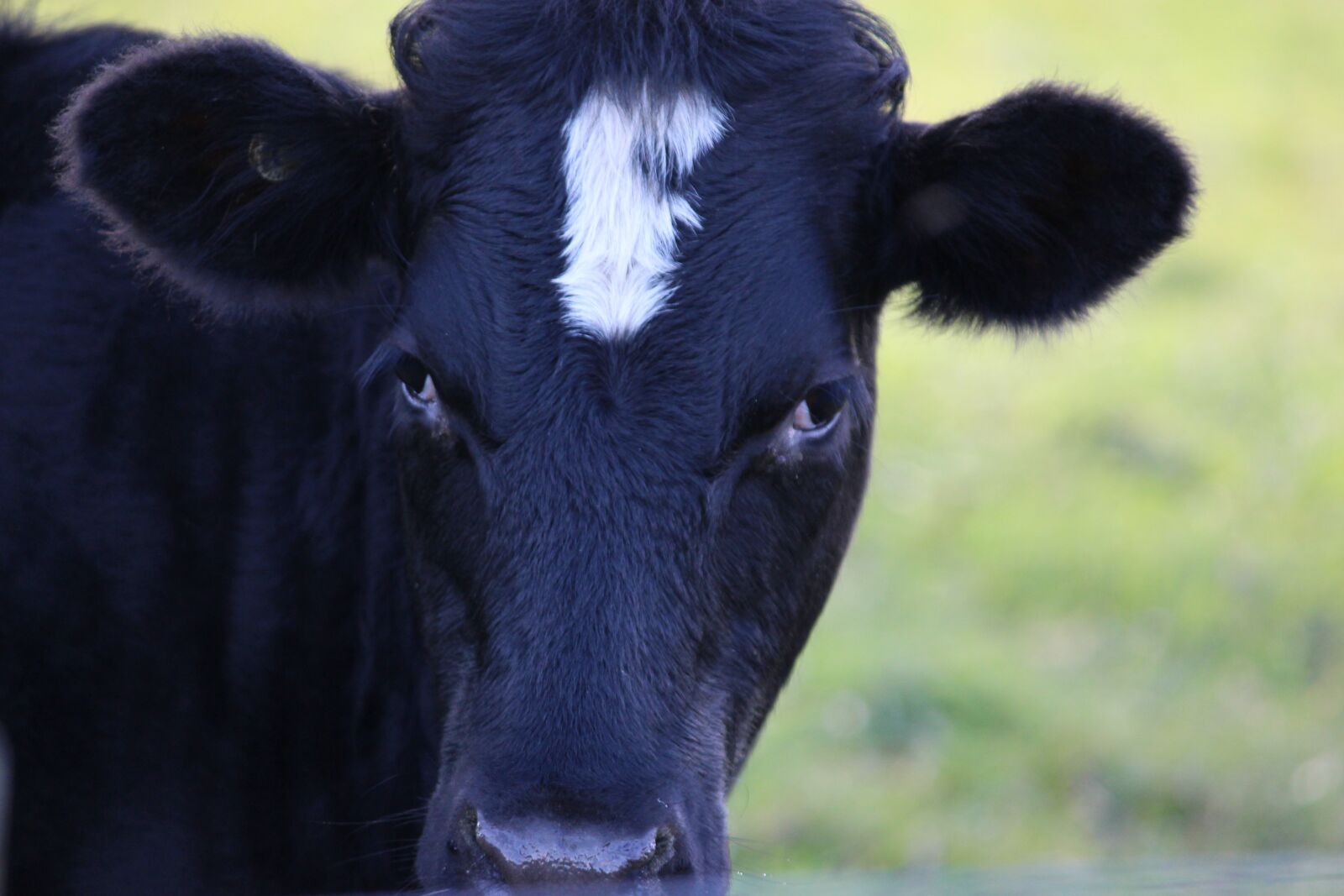 Canon EOS 700D (EOS Rebel T5i / EOS Kiss X7i) sample photo. Cow, black, white photography