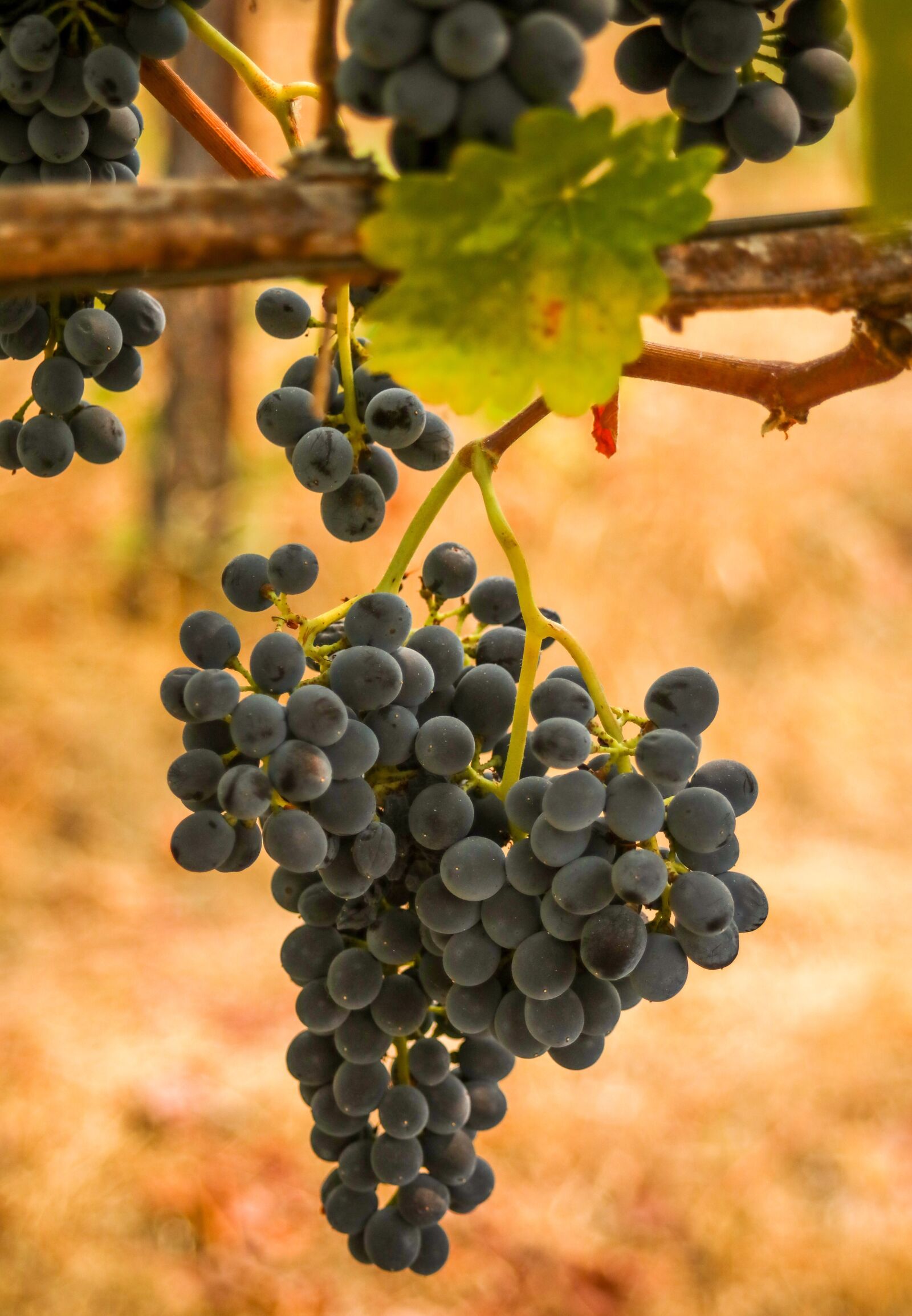 Canon EF 28-80mm f/3.5-5.6 sample photo. Grapes, winery, vineyard photography