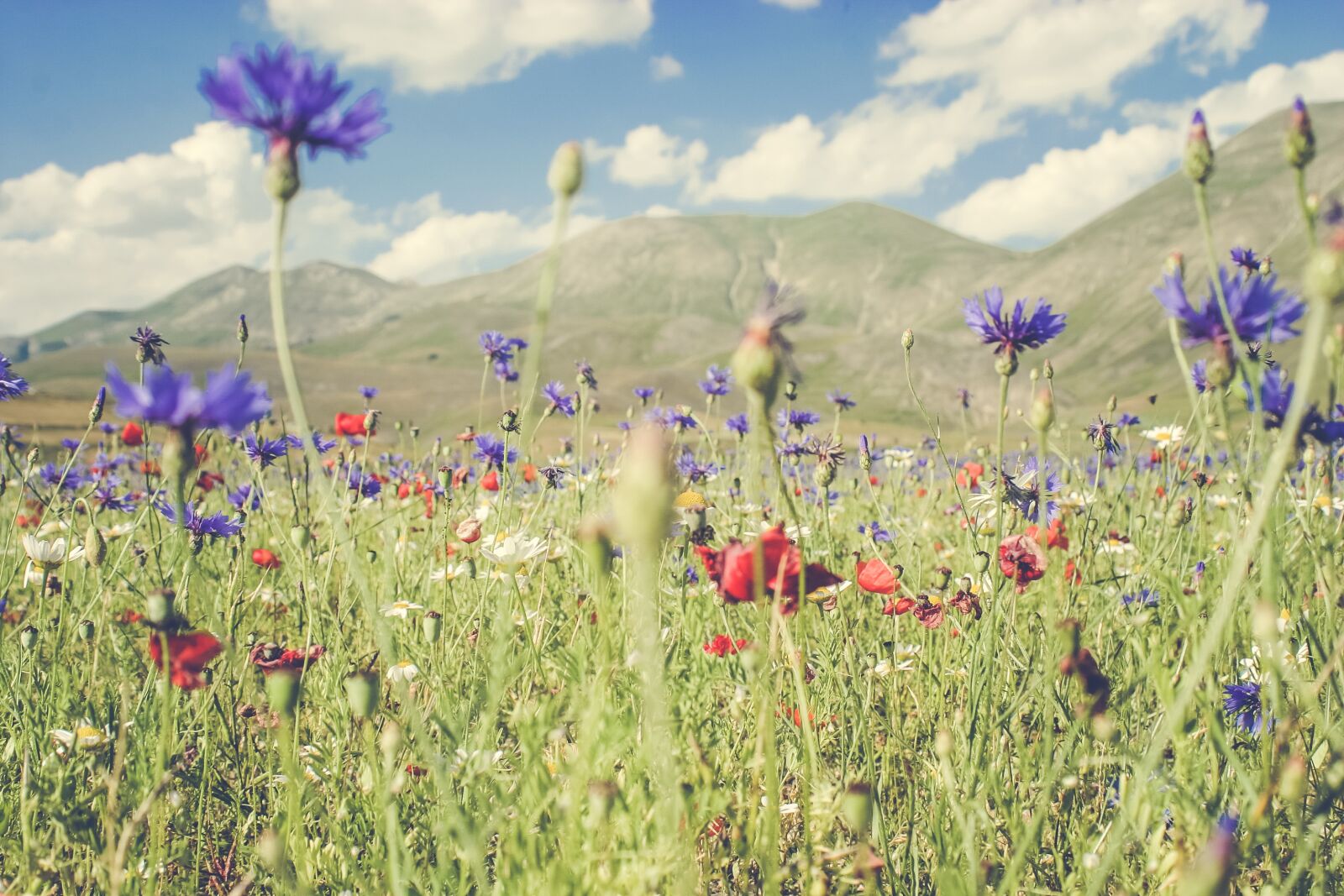 Canon EOS 10D sample photo. Flowers, field, summer photography