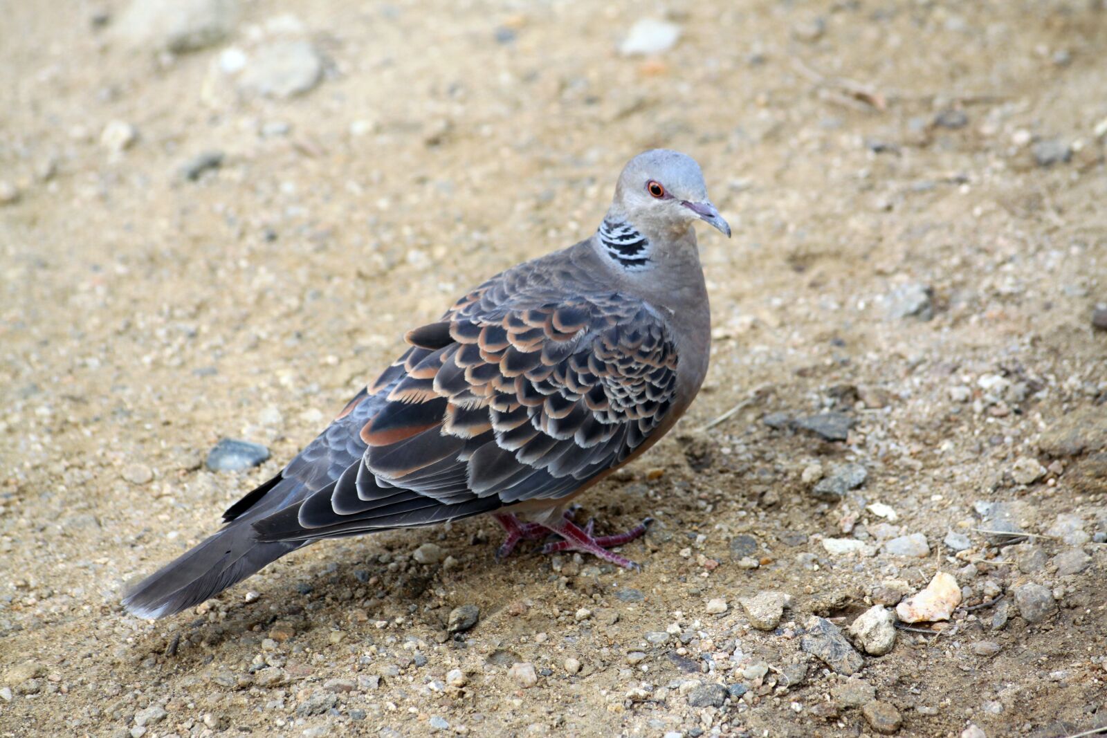 Canon EOS 50D sample photo. Pigeon, new, birds photography