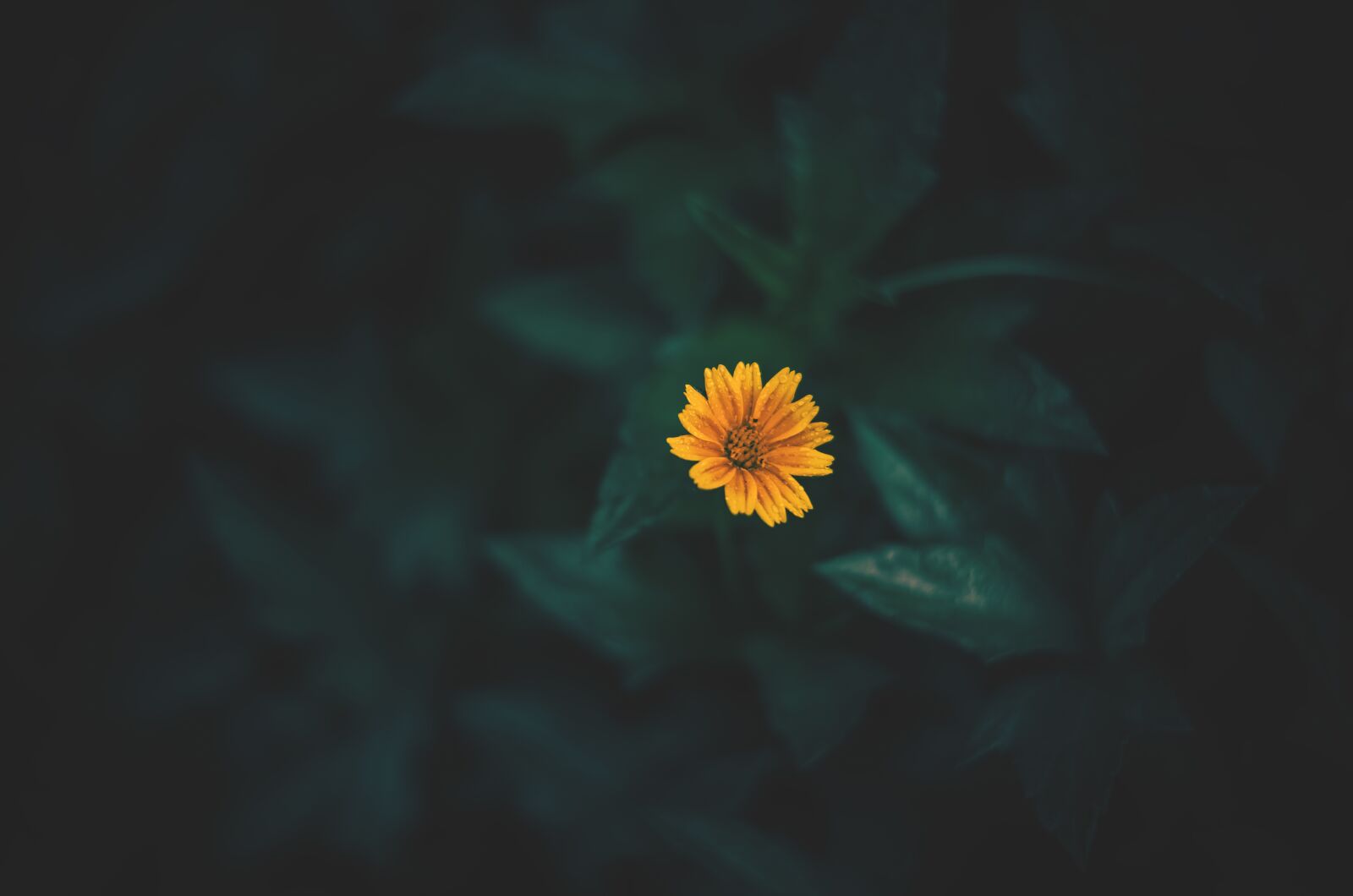 Nikon D850 sample photo. Nature, earth hour, earth photography