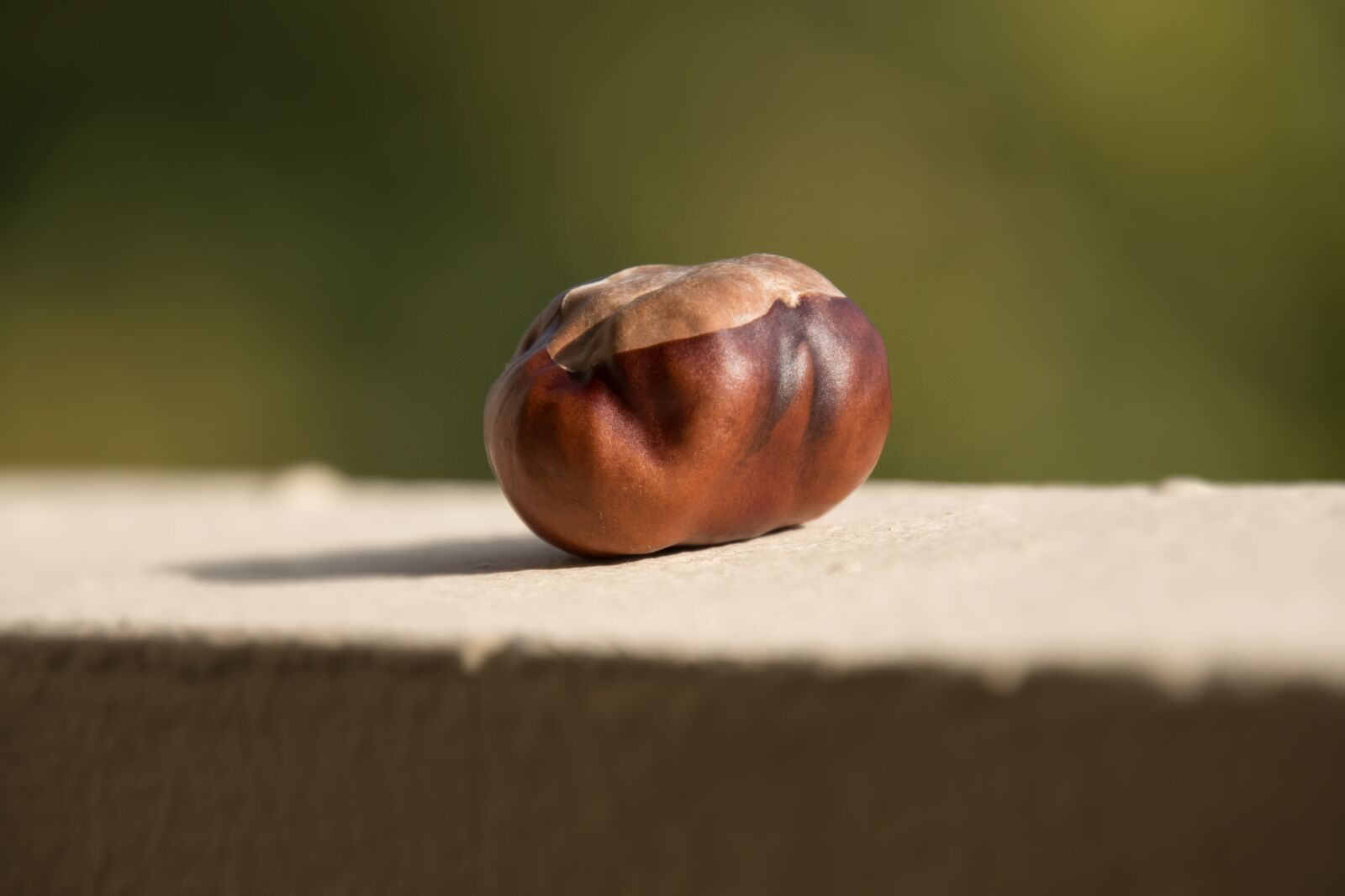 Nikon D750 sample photo. Chestnut, plant, nature photography