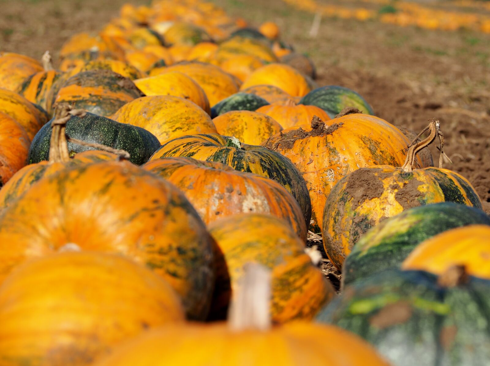 Olympus OM-D E-M10 sample photo. Pumpkin, pumpkin box, pumpkins photography