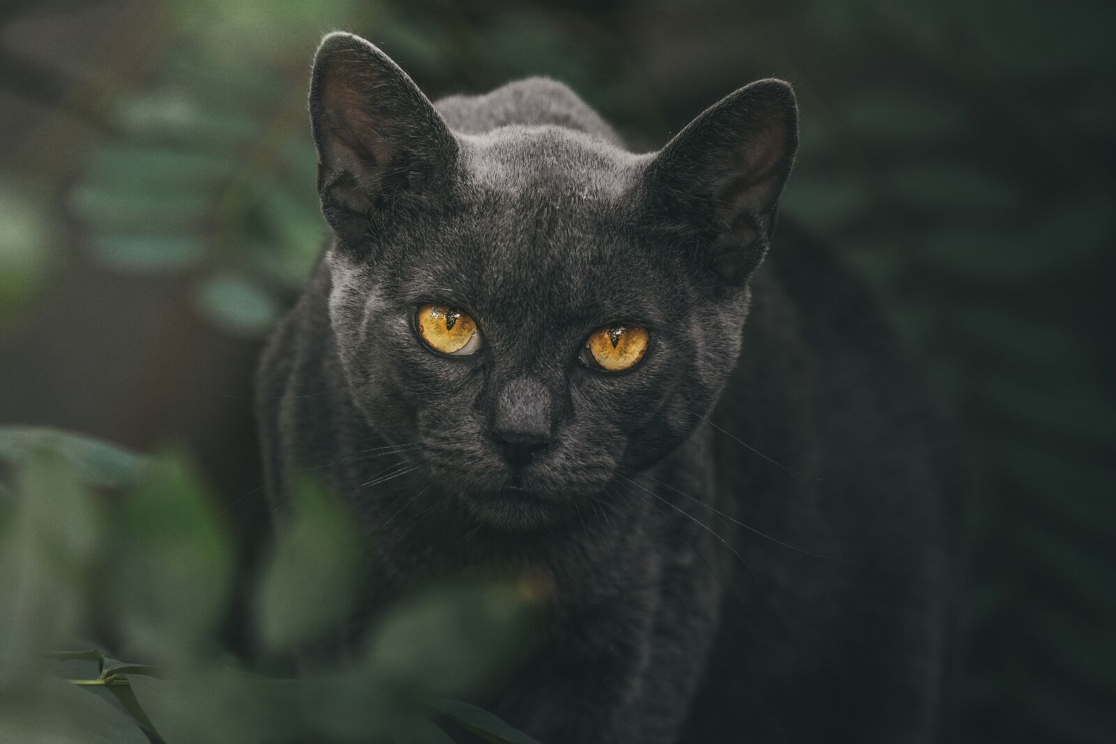 Nikon D7200 sample photo. Cat, eyes, animal photography