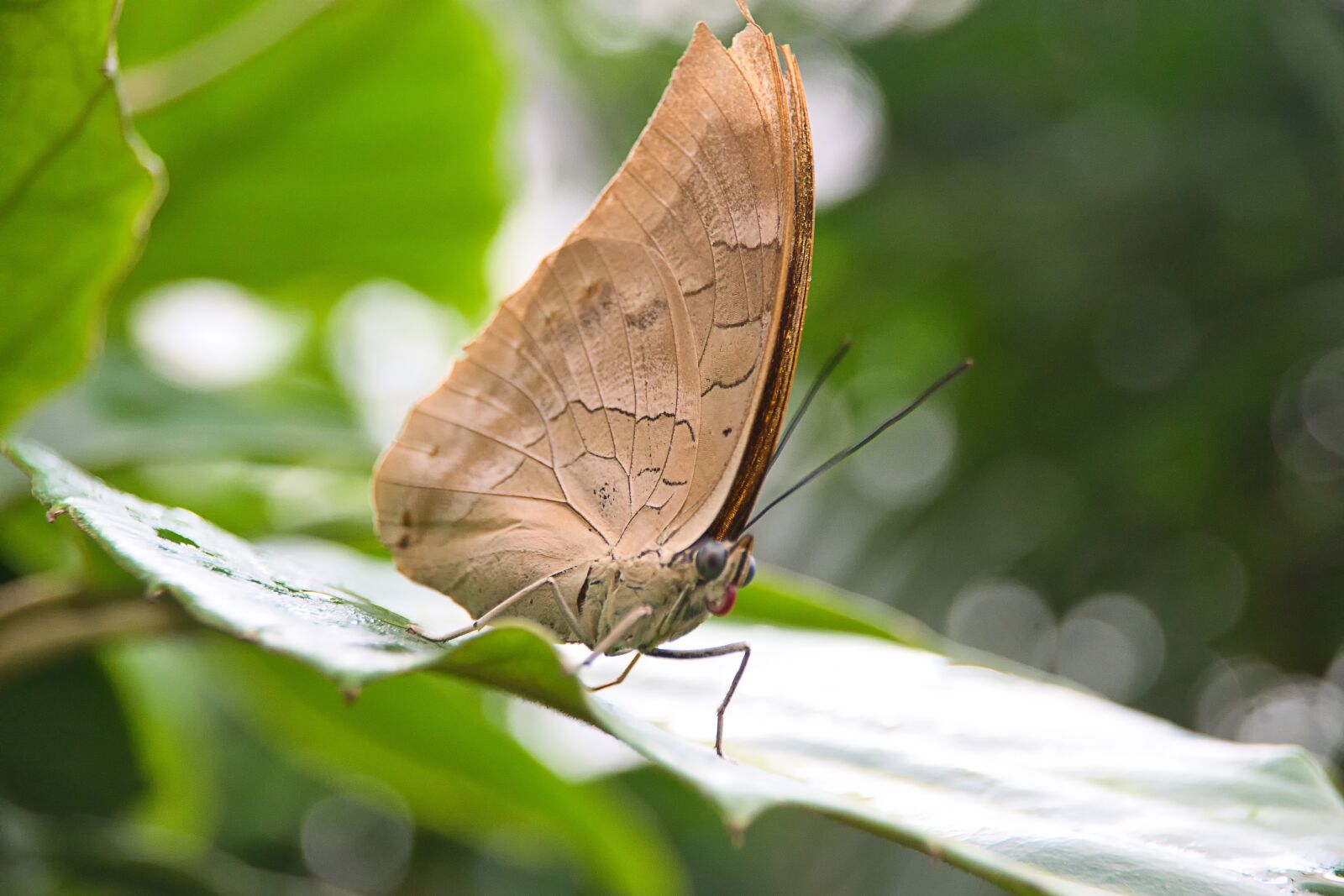 Sony ILCA-77M2 sample photo. Butterfly, moth, insect photography