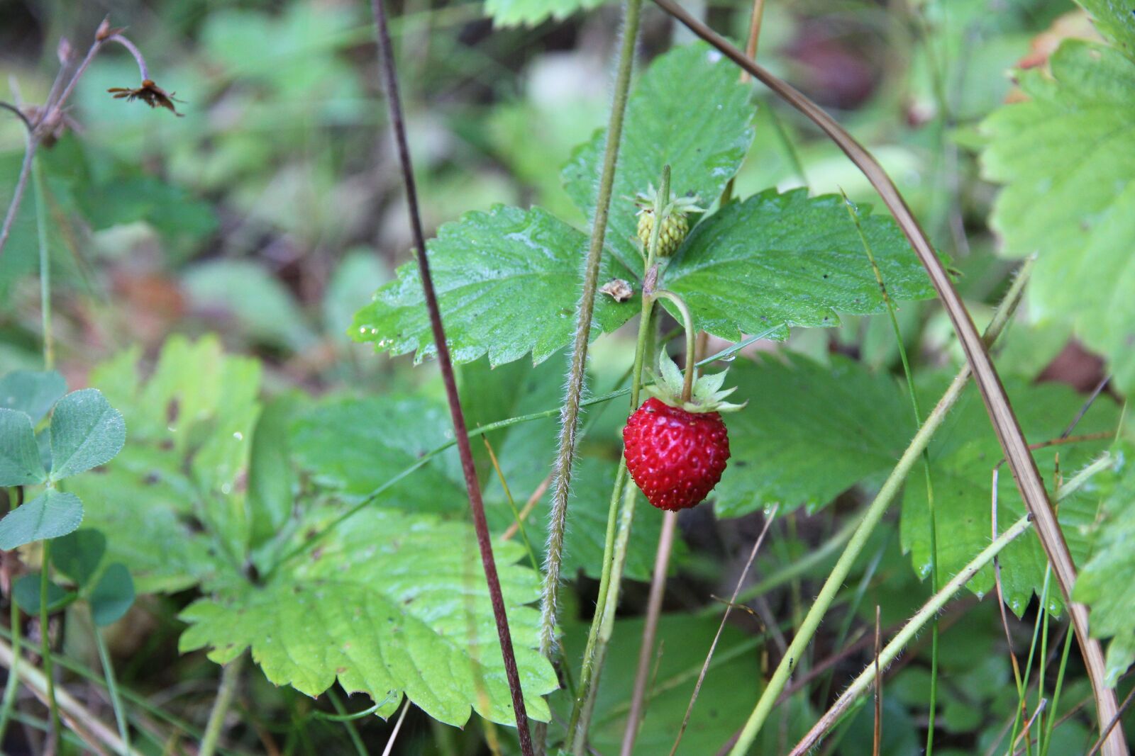 Canon EOS 550D (EOS Rebel T2i / EOS Kiss X4) sample photo. Greens, macro, nature photography