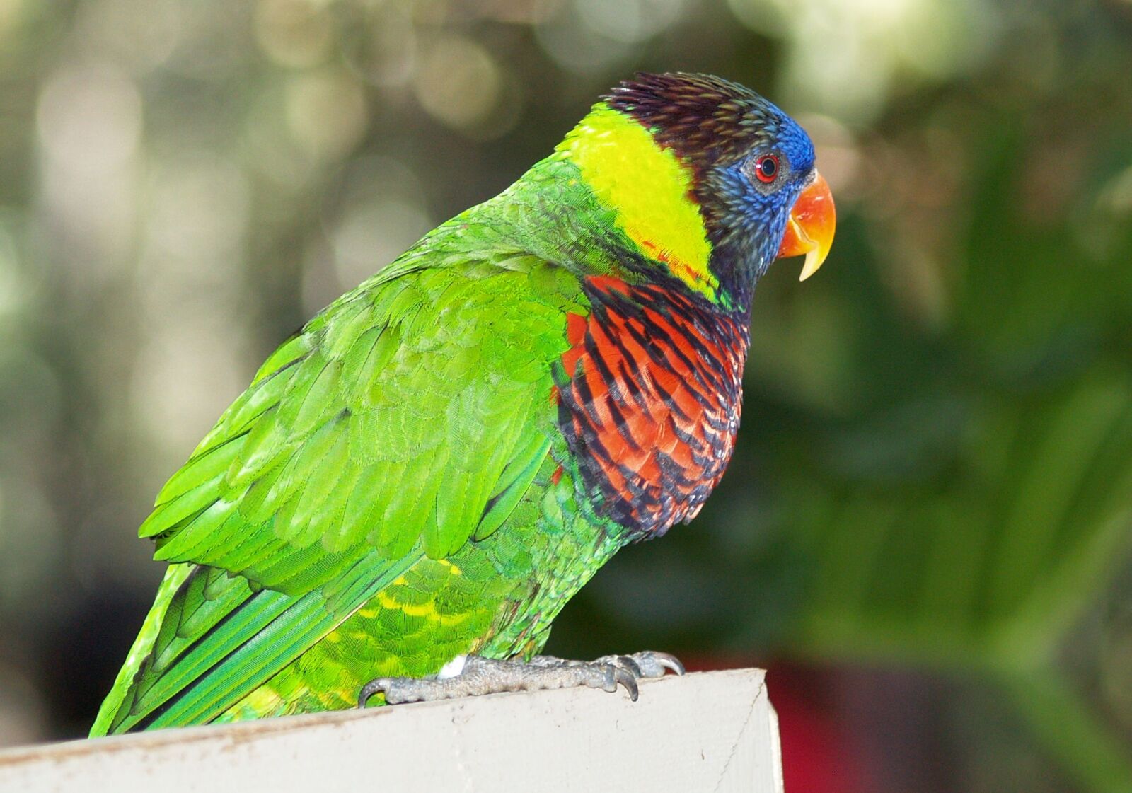 Olympus E-500 (EVOLT E-500) sample photo. Parrot, bird, tropical photography