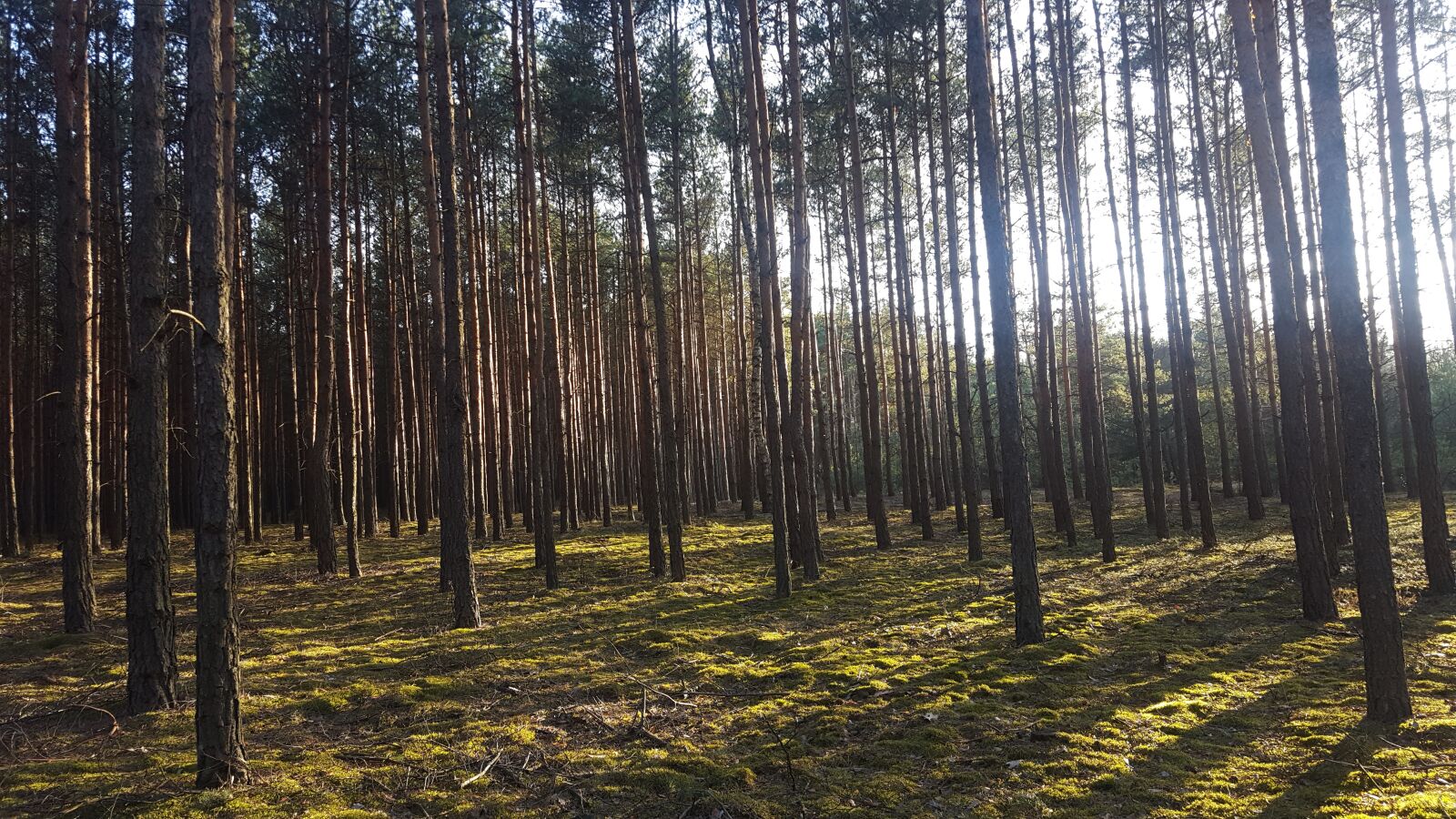 Samsung Galaxy S6 sample photo. Forest, family tree, spruce photography