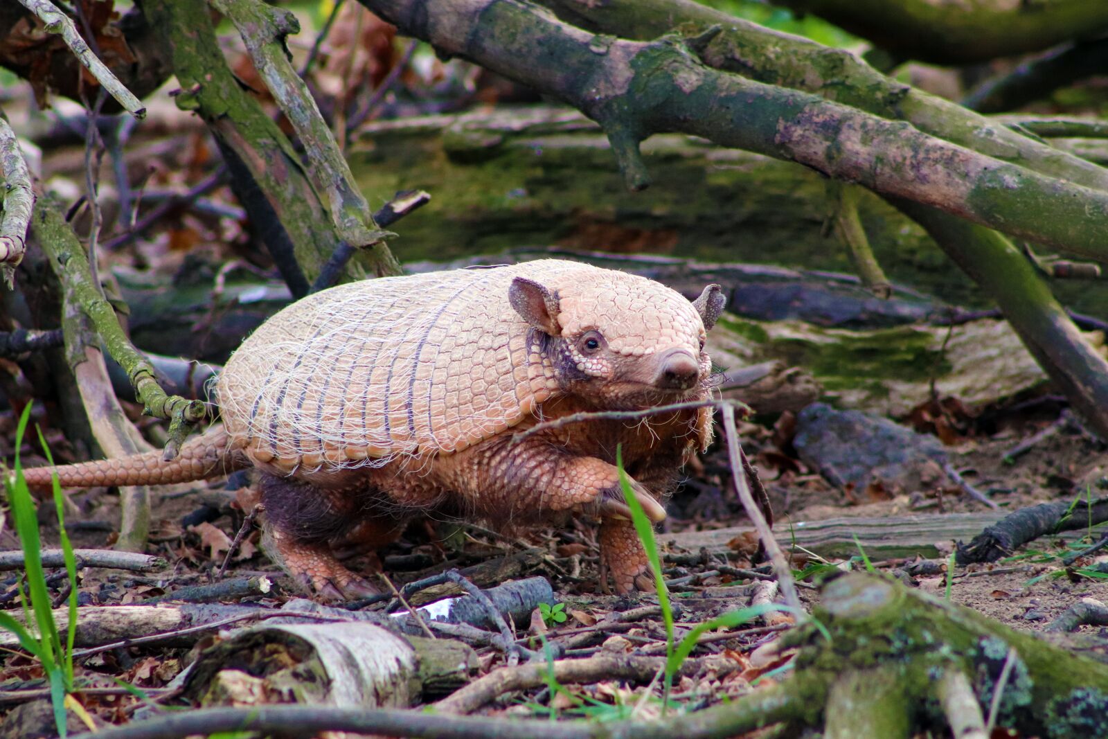 Canon EOS 800D (EOS Rebel T7i / EOS Kiss X9i) sample photo. Armadillo, wild, animal photography