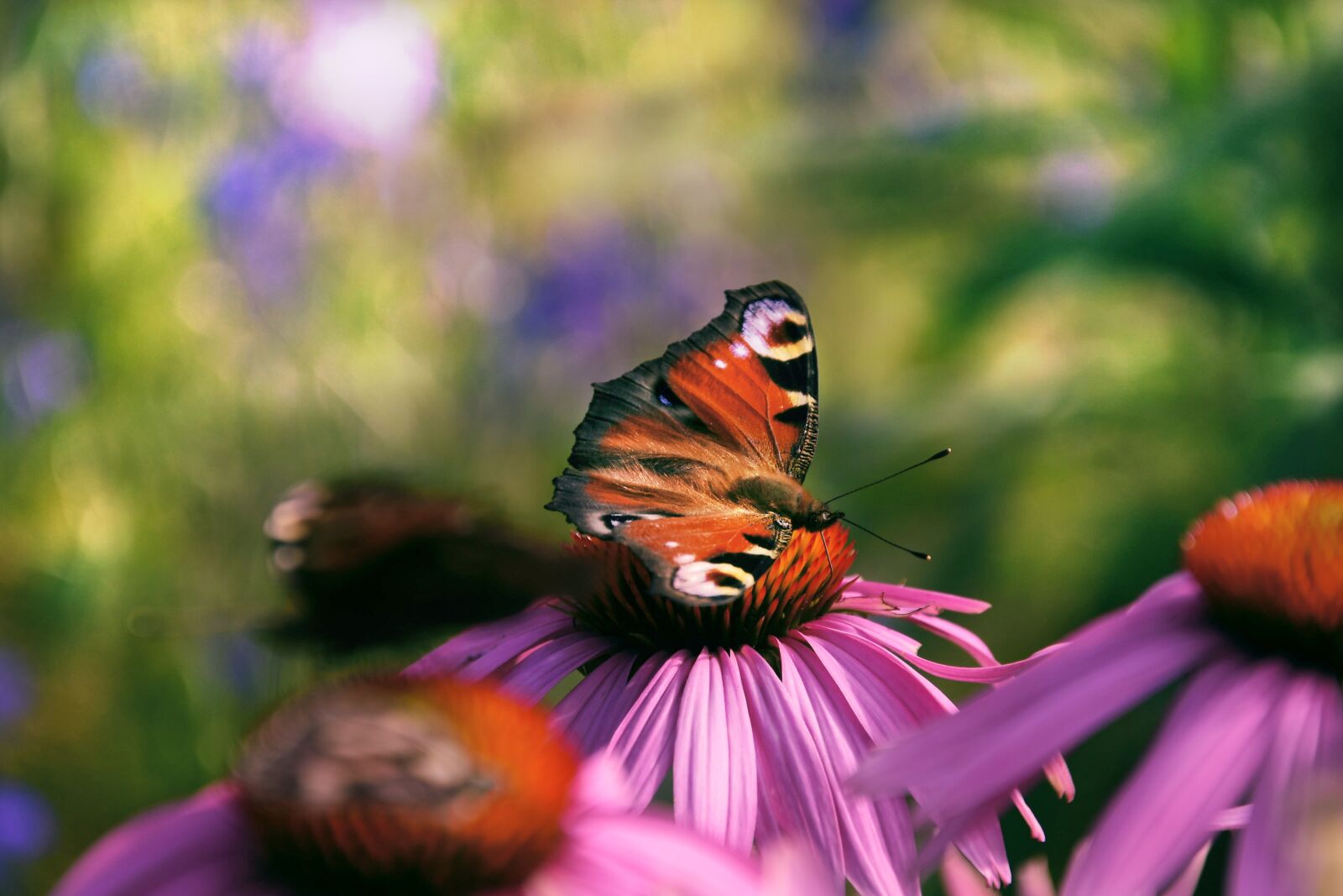 Nikon D7200 sample photo. Garden, nature, flower photography