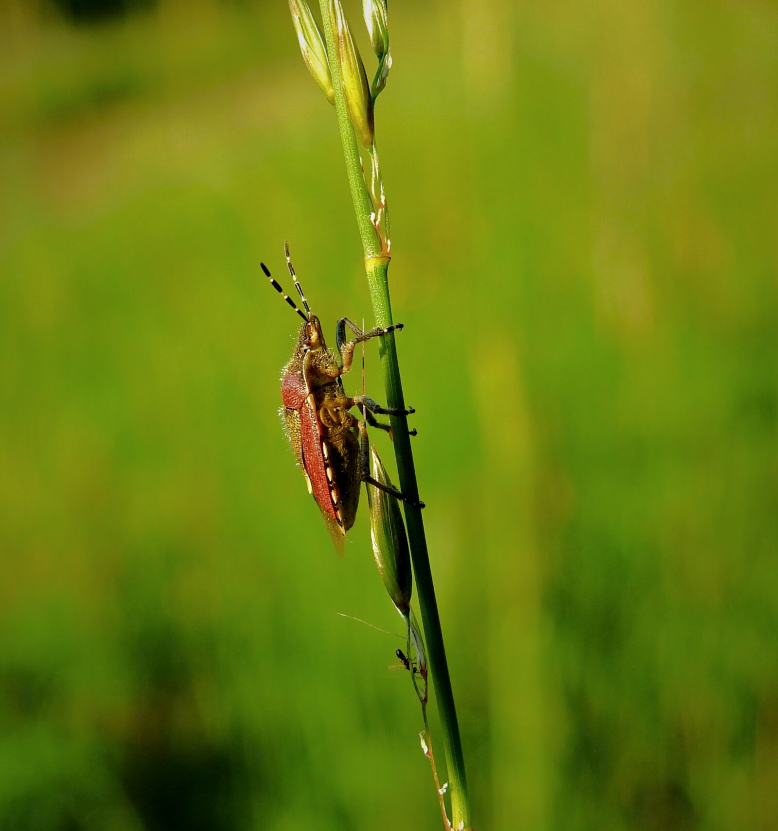 Nikon Coolpix P900 sample photo. Bugs, nature, meadow photography