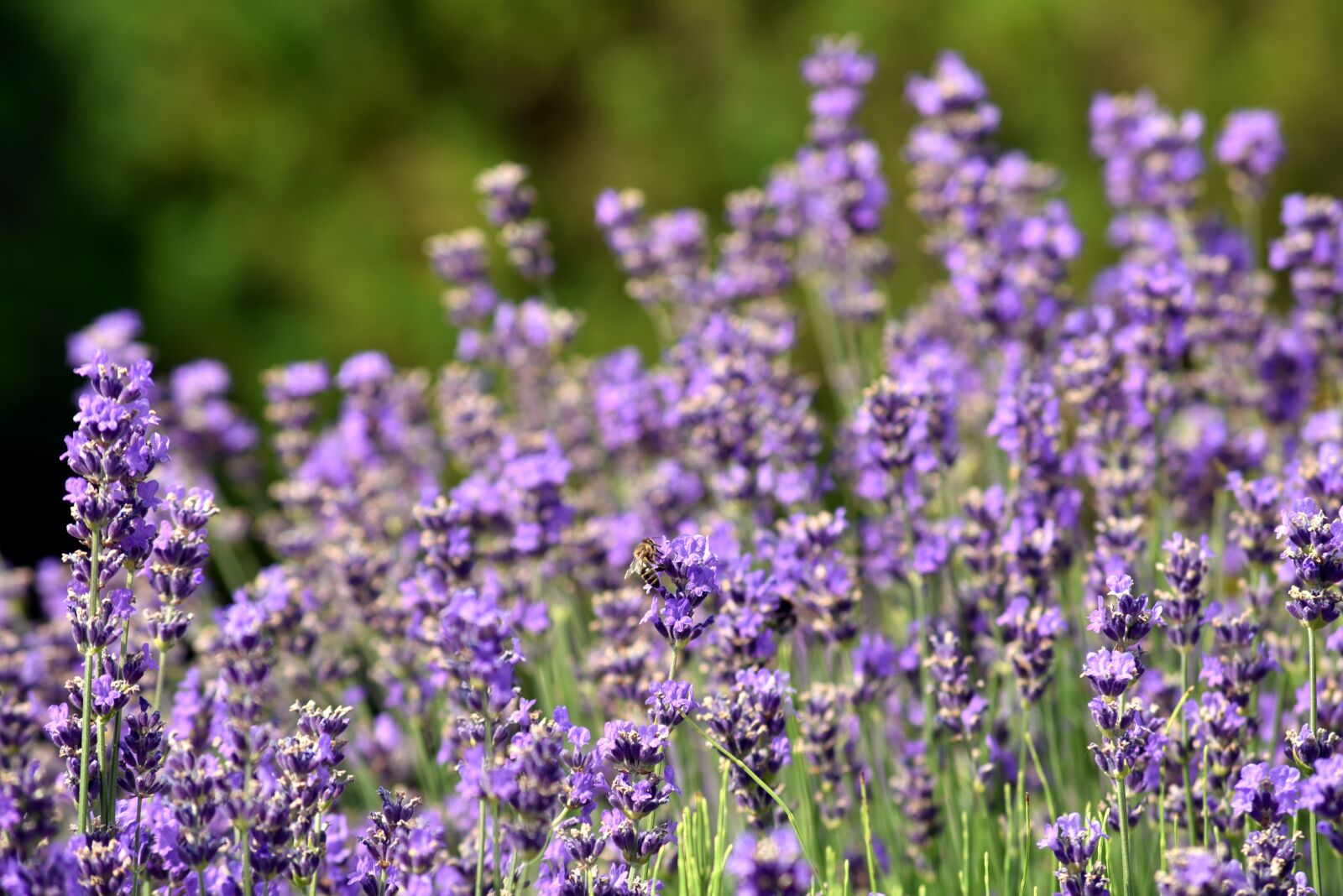 Nikon D750 sample photo. Lavender, flowers, nature photography