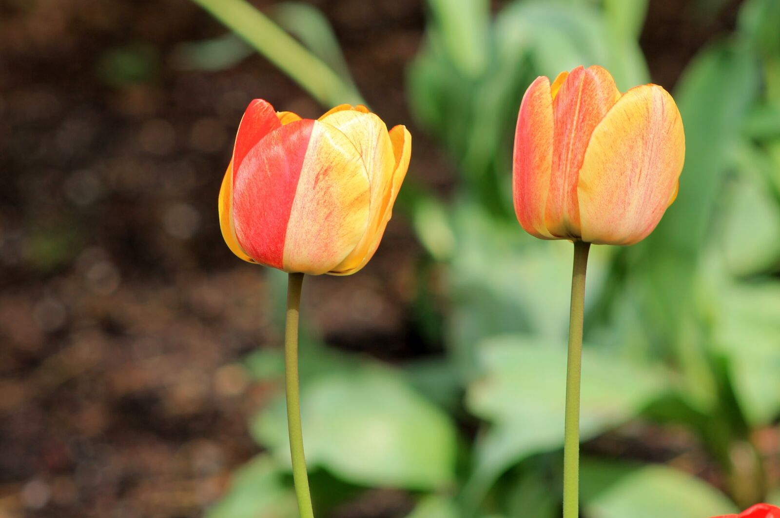 Canon EOS 1100D (EOS Rebel T3 / EOS Kiss X50) sample photo. Tulips, spring, flowers photography