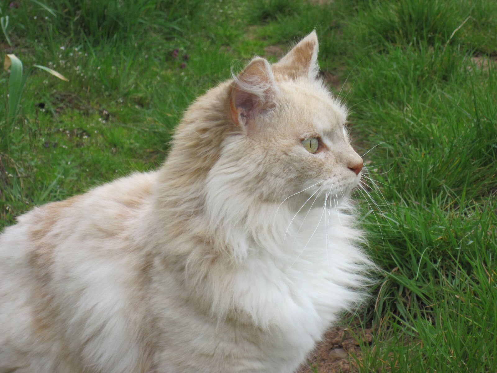 Canon PowerShot D10 sample photo. Cat, attention, grass photography