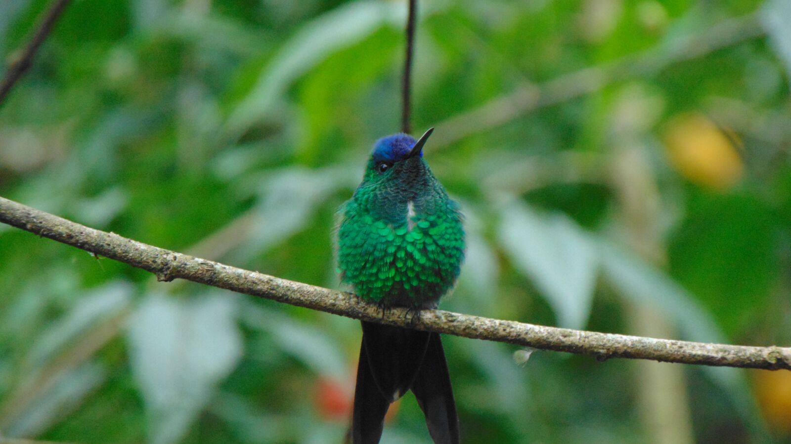 Sony Cyber-shot DSC-H300 sample photo. Birds, nature, zoo photography