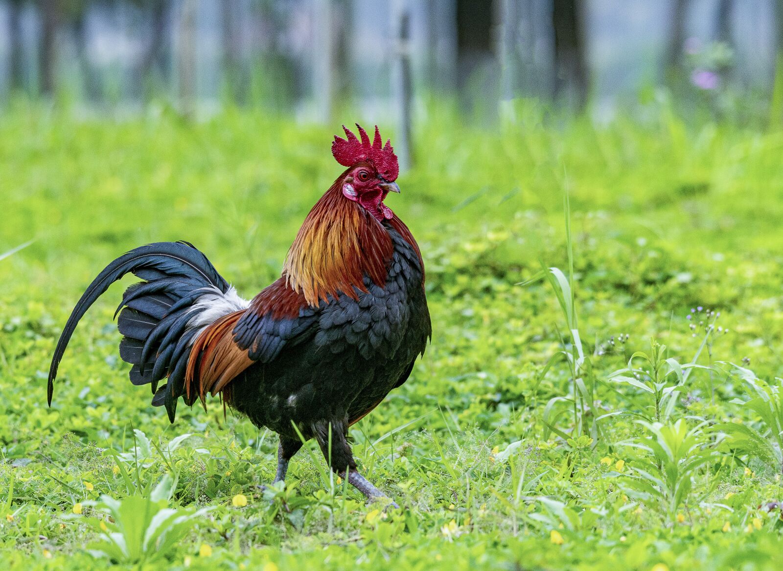 Nikon D810 sample photo. Chicken, rico, delicious photography