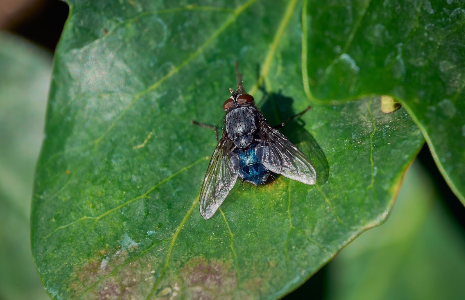 Nikon D7200 sample photo. Insect, fly, insects photography