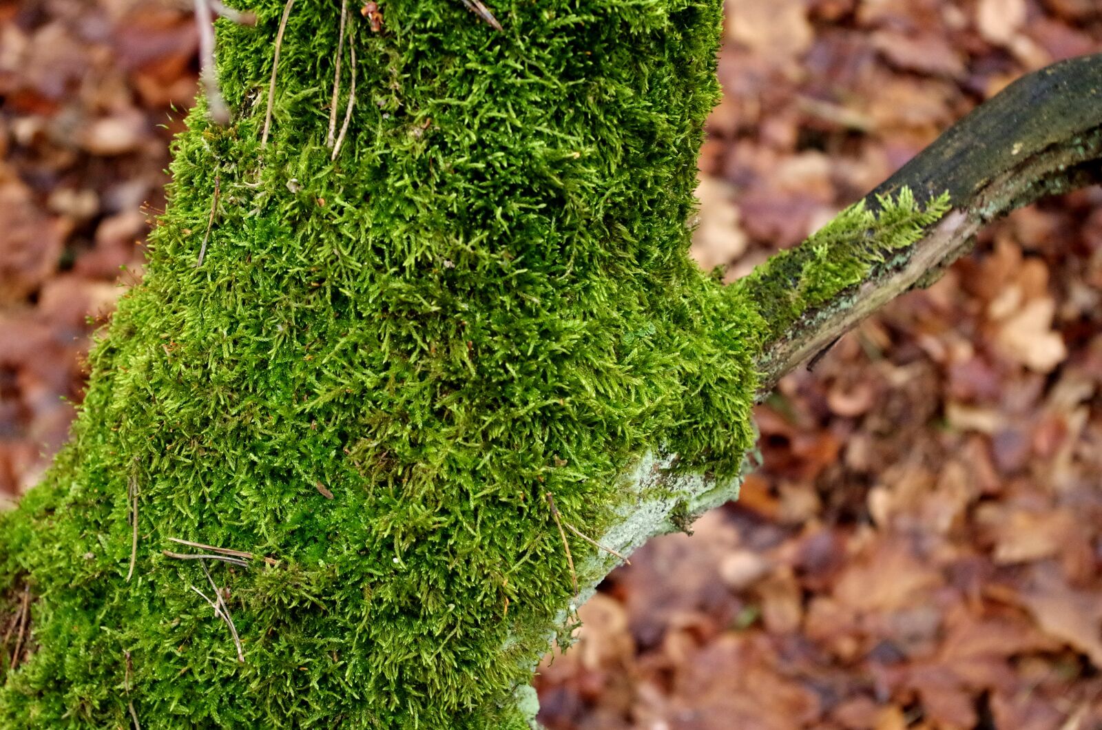 Pentax K-50 sample photo. Mossy trunk, moss, tree photography