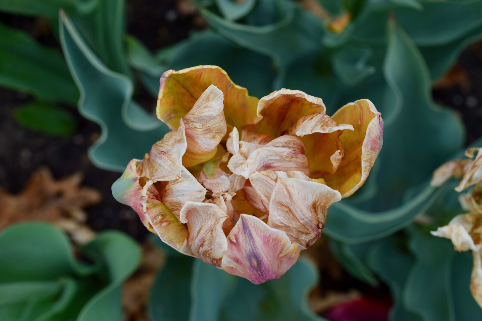 Nikon D3300 sample photo. Flower, dry, nature photography