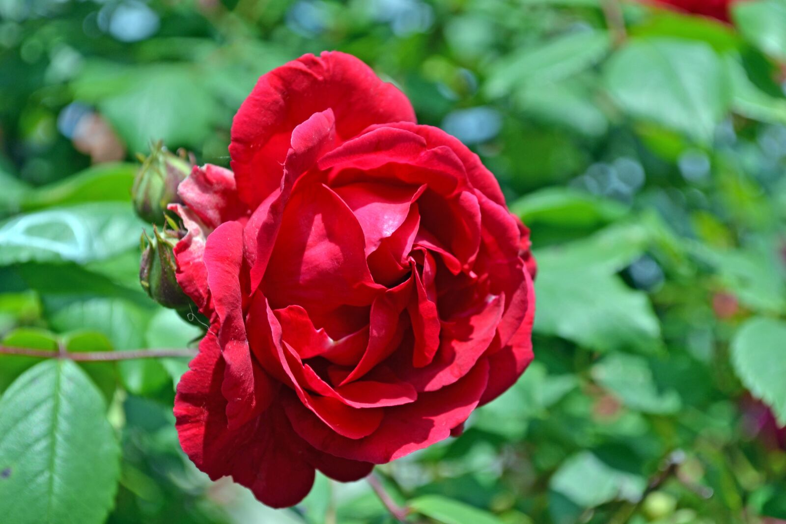 Nikon D3100 sample photo. Rose, red, flower photography