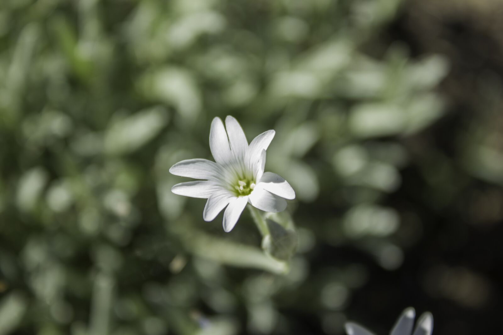 Canon EOS 550D (EOS Rebel T2i / EOS Kiss X4) sample photo. Flower, nature, floral photography