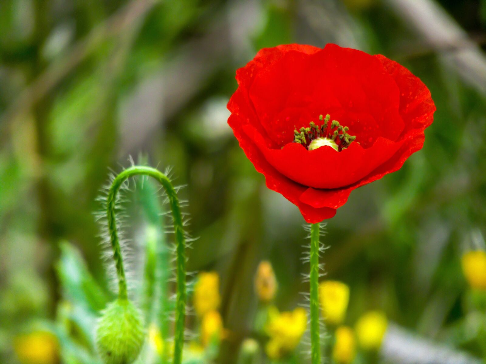 Canon PowerShot SX410 IS sample photo. Poppy, papaver rhoeas l photography
