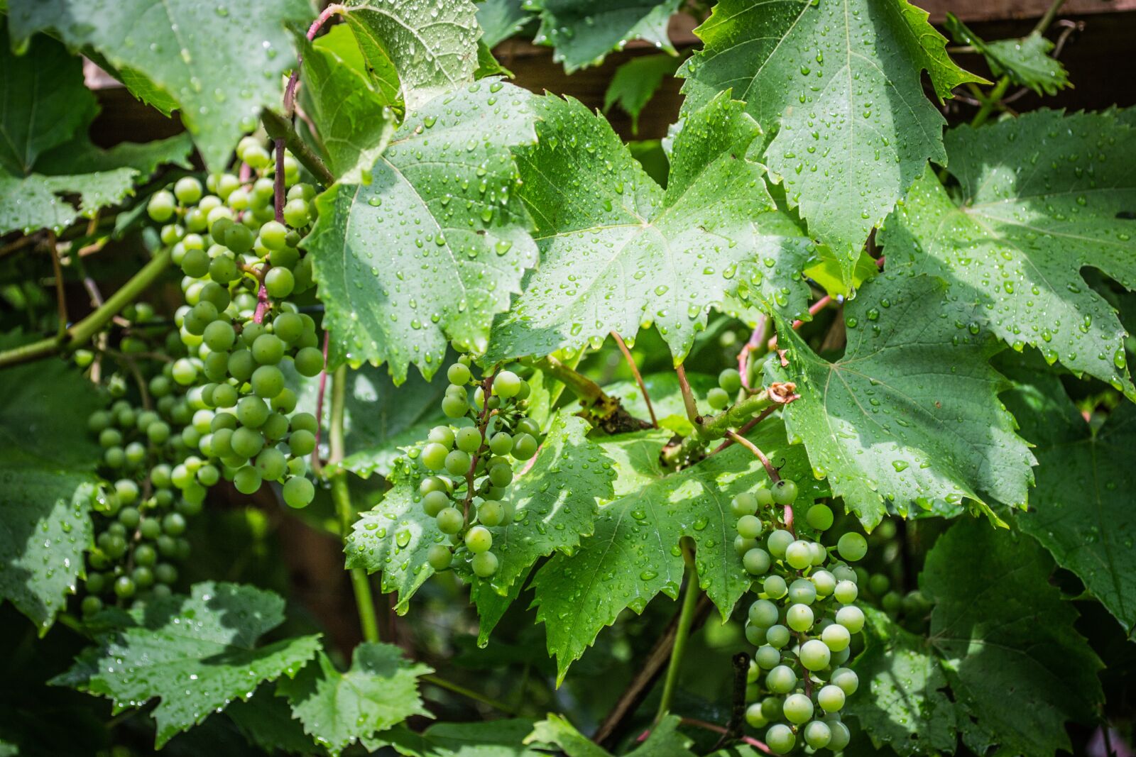 Nikon D3100 sample photo. Grapevine, green, the grapes photography